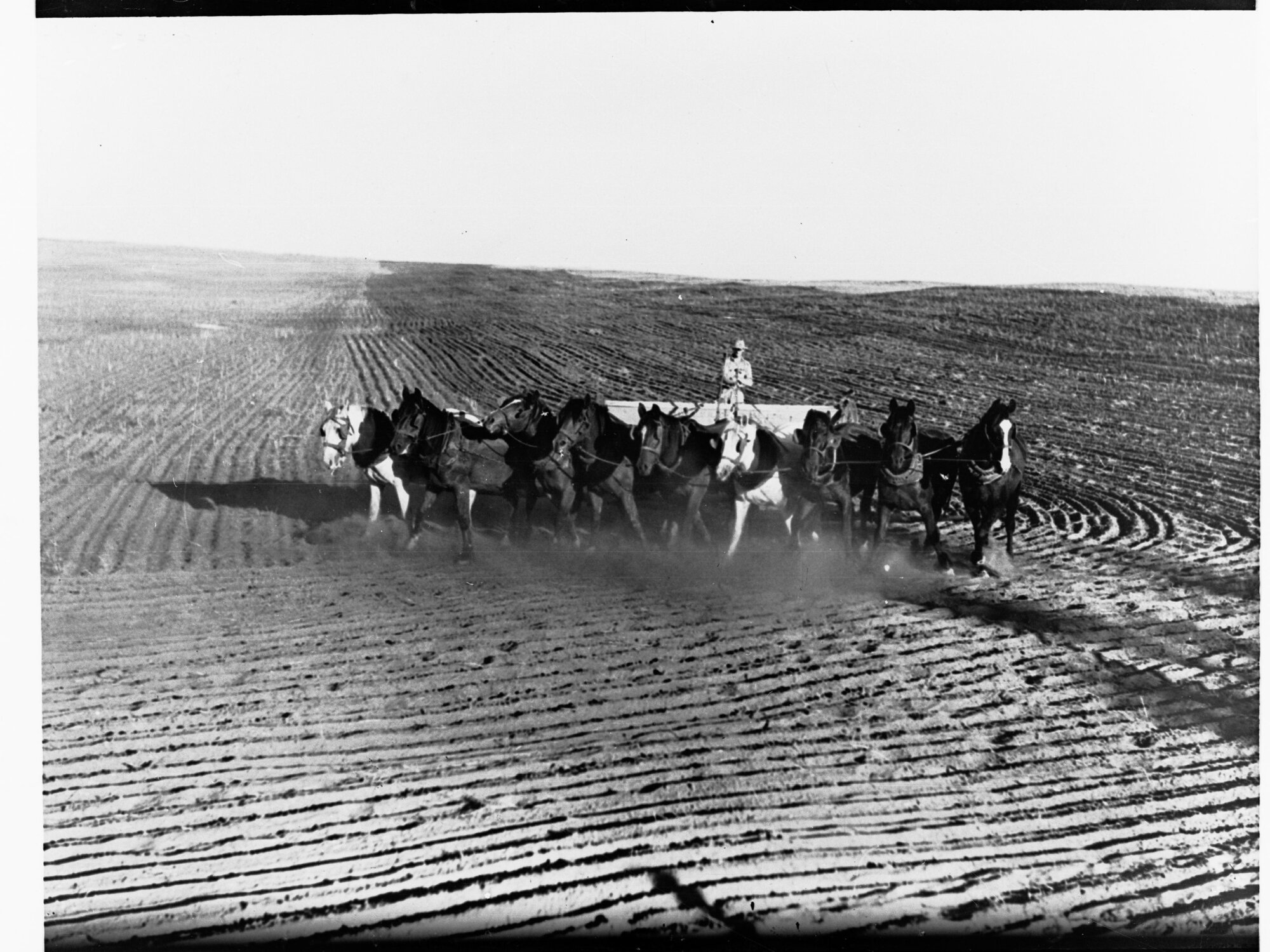 Team of nine horses drawing seed drill