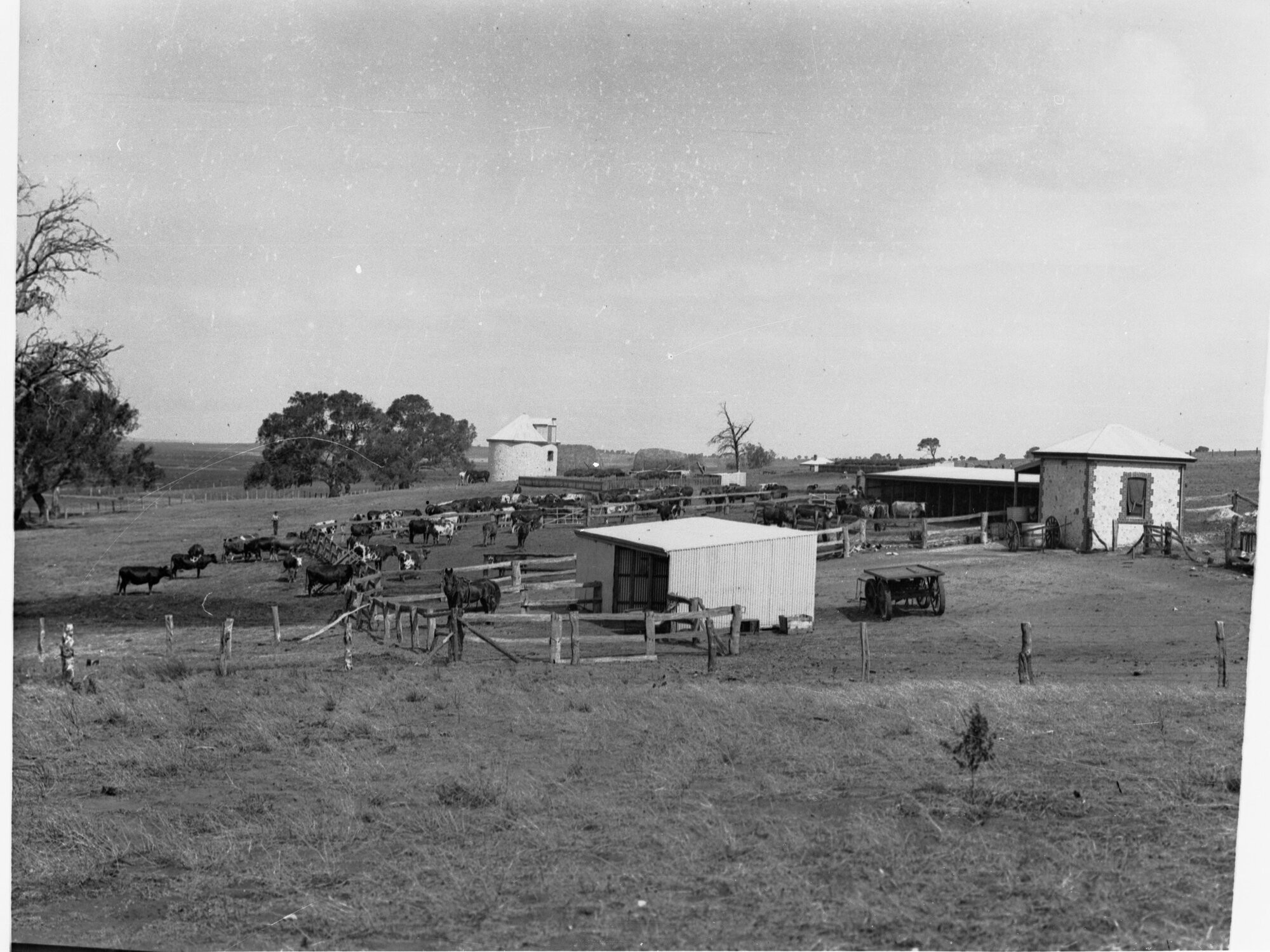View of cows and farm sheds
