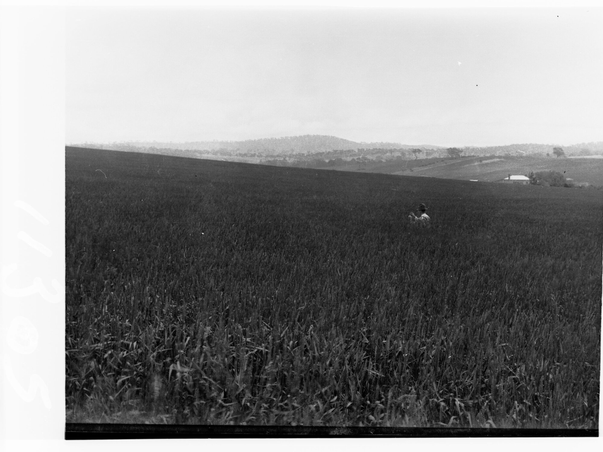 View of wheat crop with farmhouse in the distance