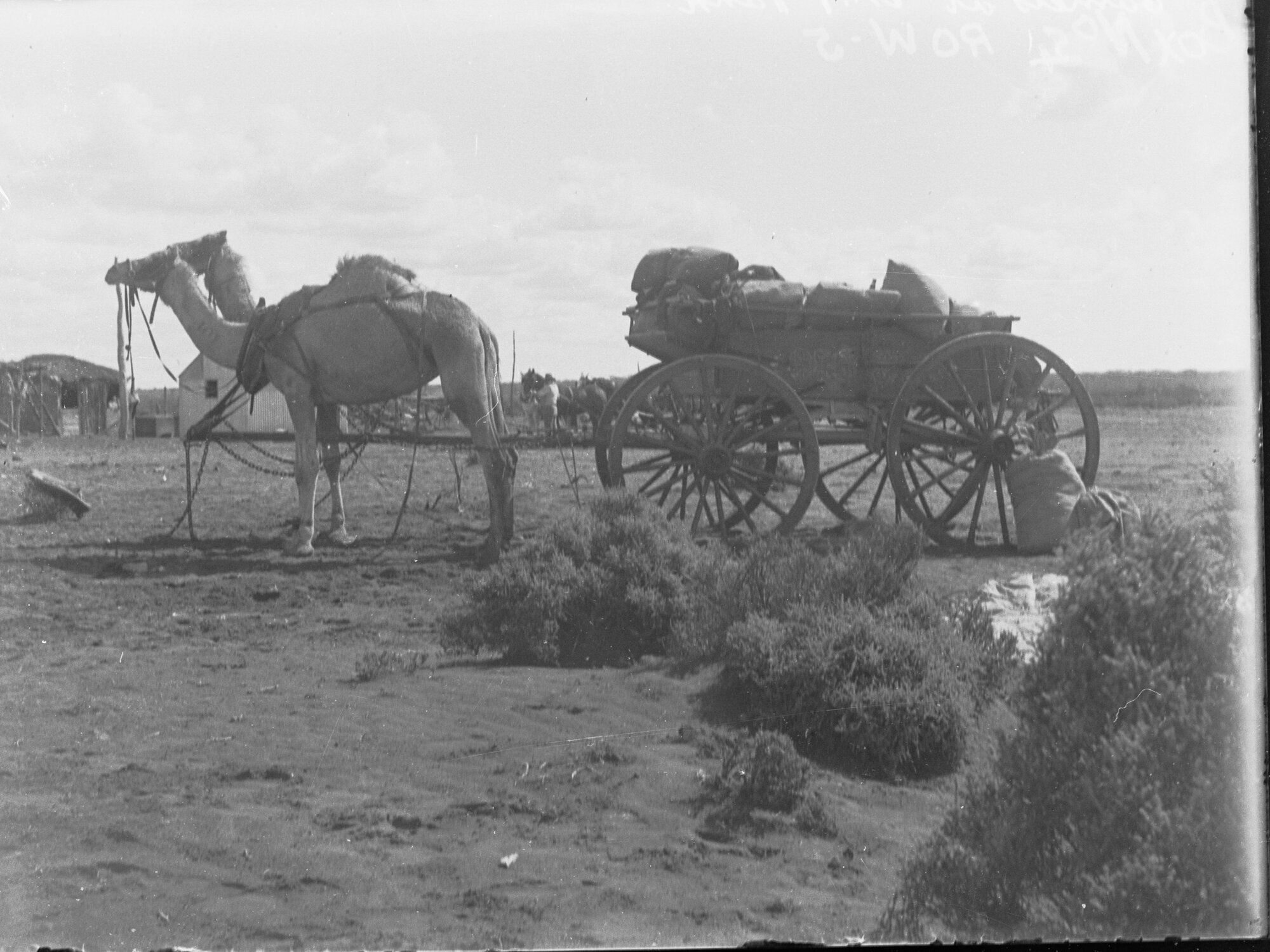 Camels at No. 1 Tank - area surveyed for East West Line railway construction, Nullabor Plains. c.1910s