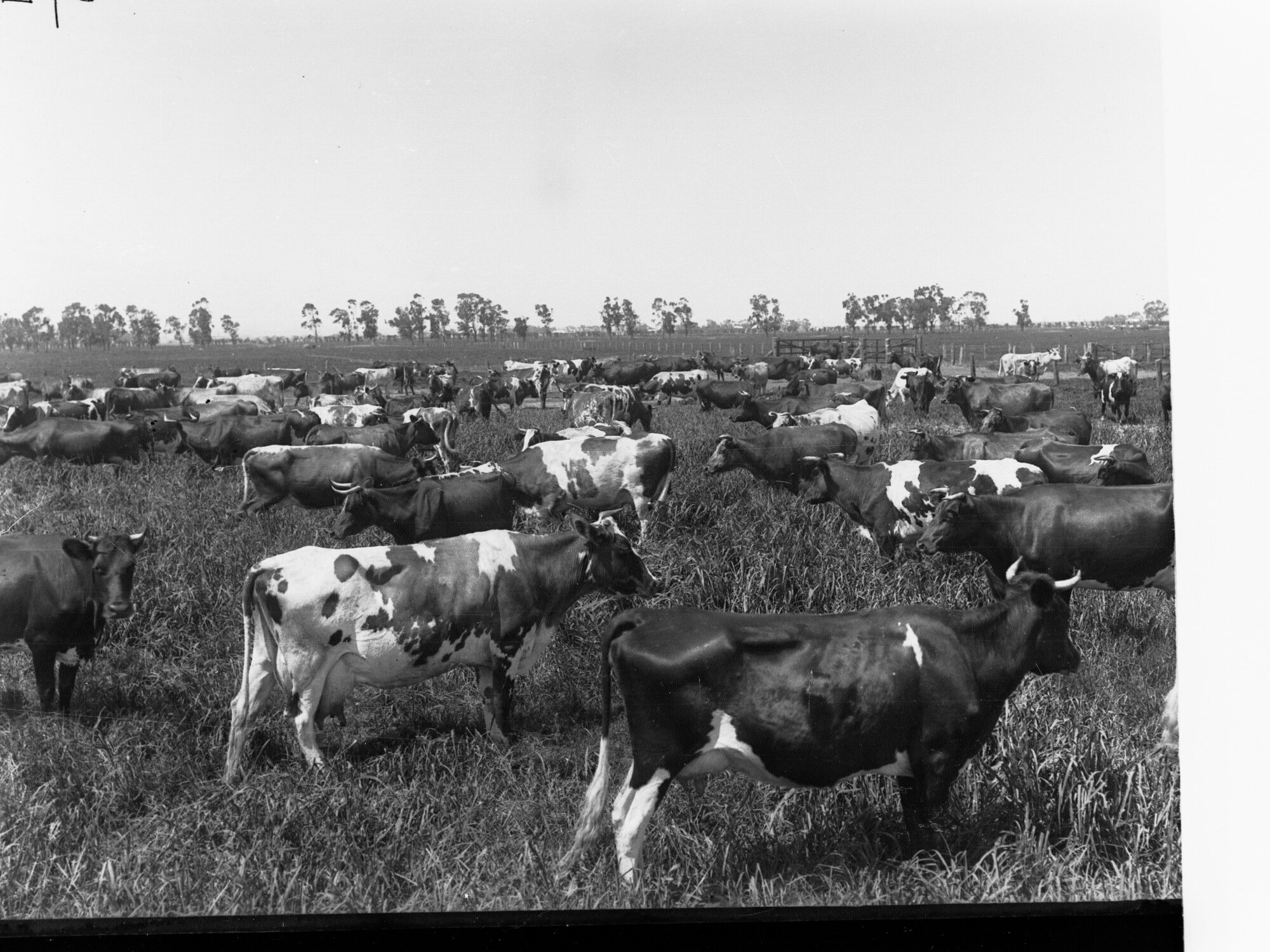Cows in Field