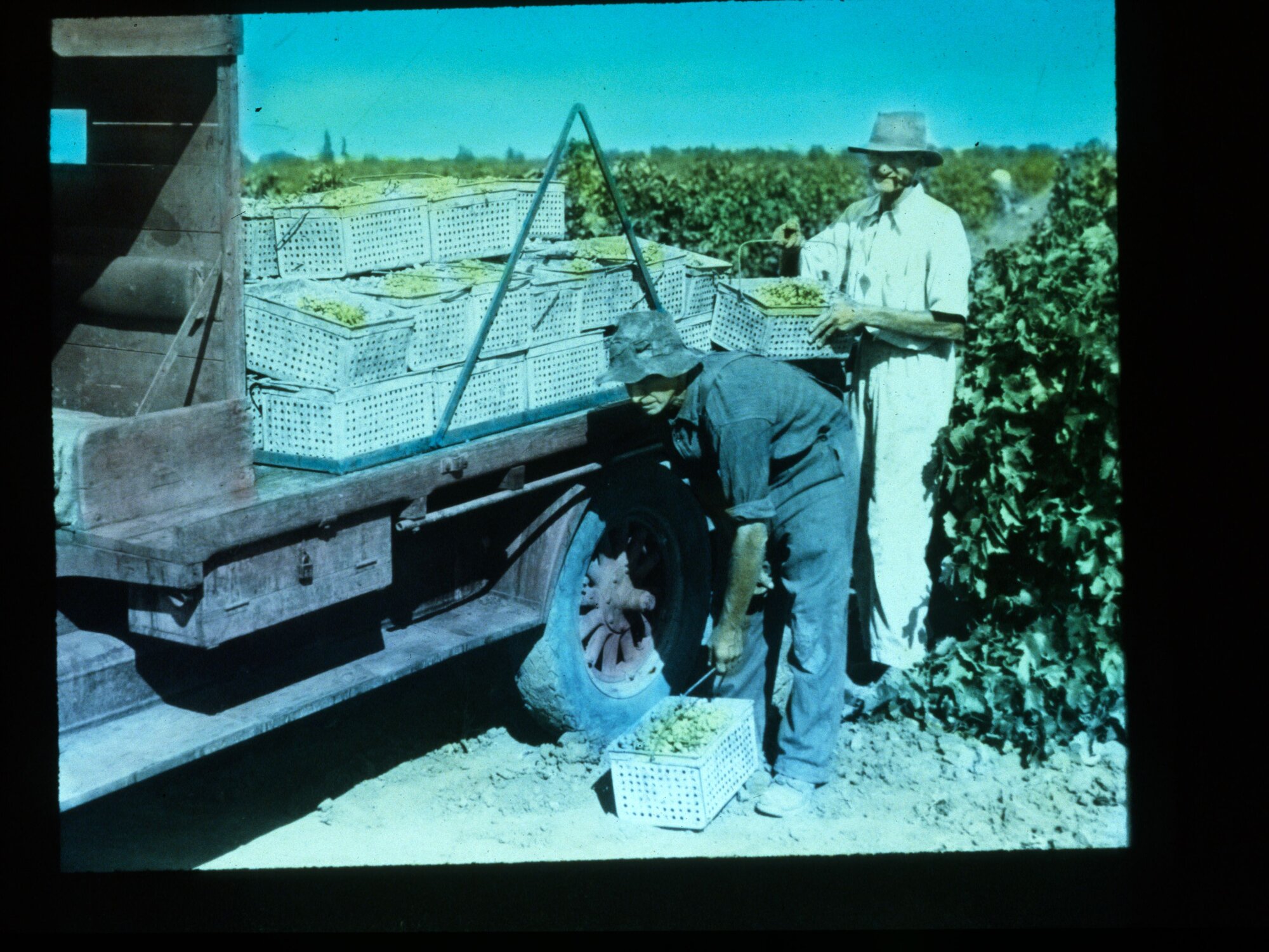 Grape Picker Loading Grapes on a Truck River Murray Irrigation Scheme ...