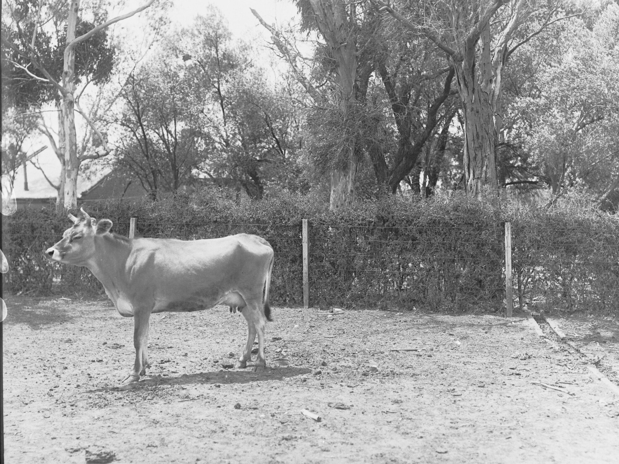 Dairy cow at Morphettville 