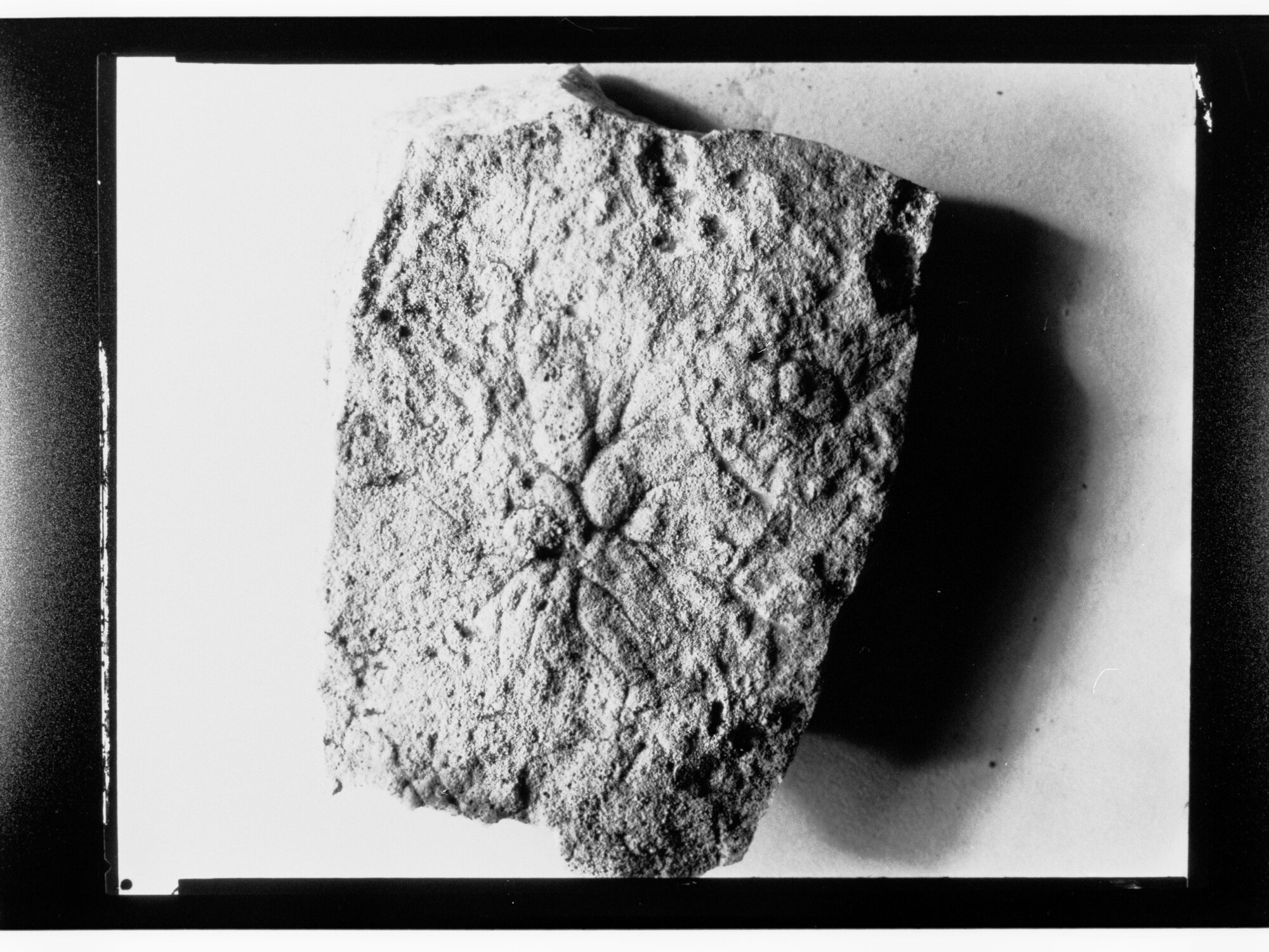 Fossil from Ediacara