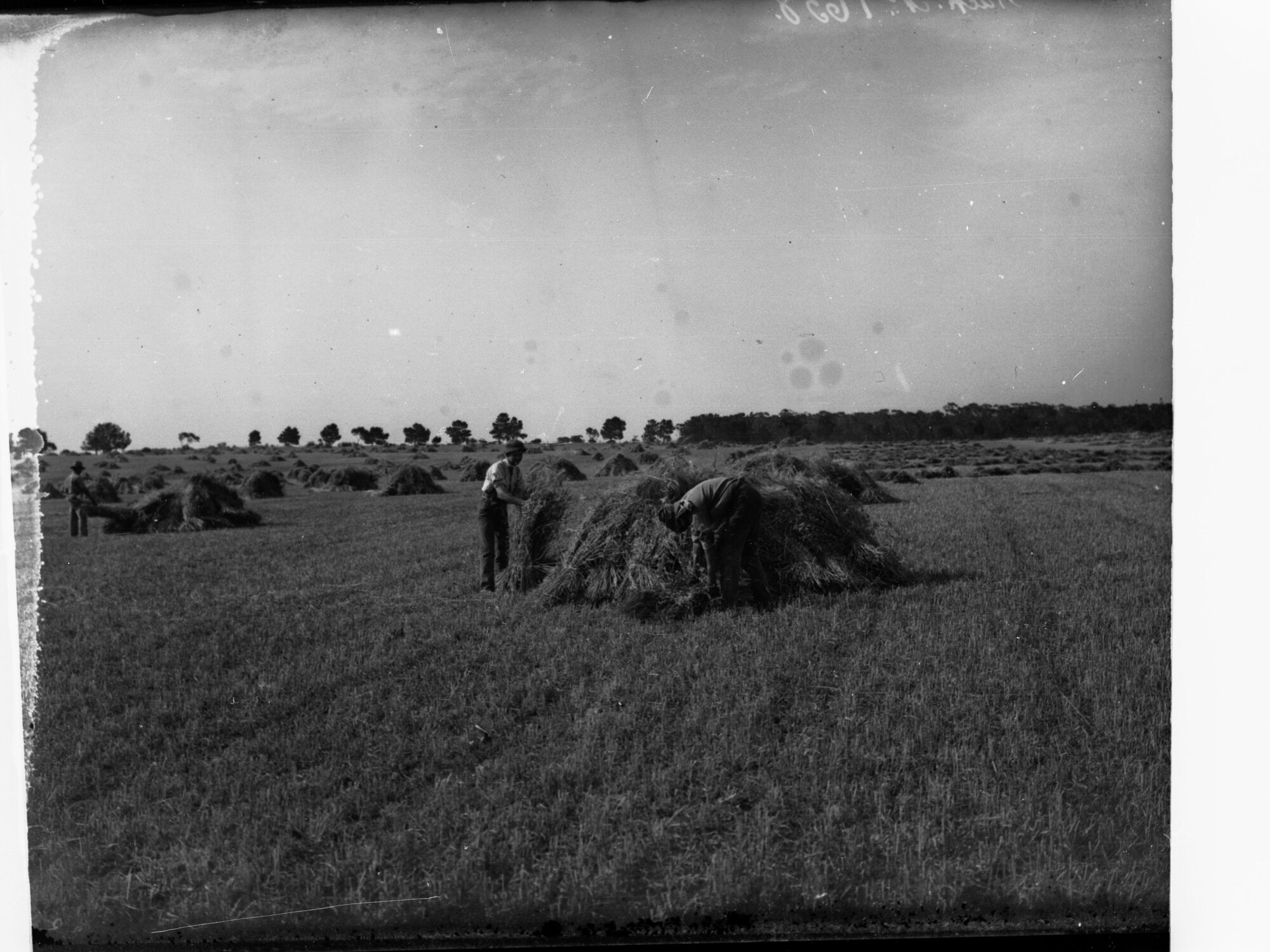 Students making haystacks, Roseworthy College