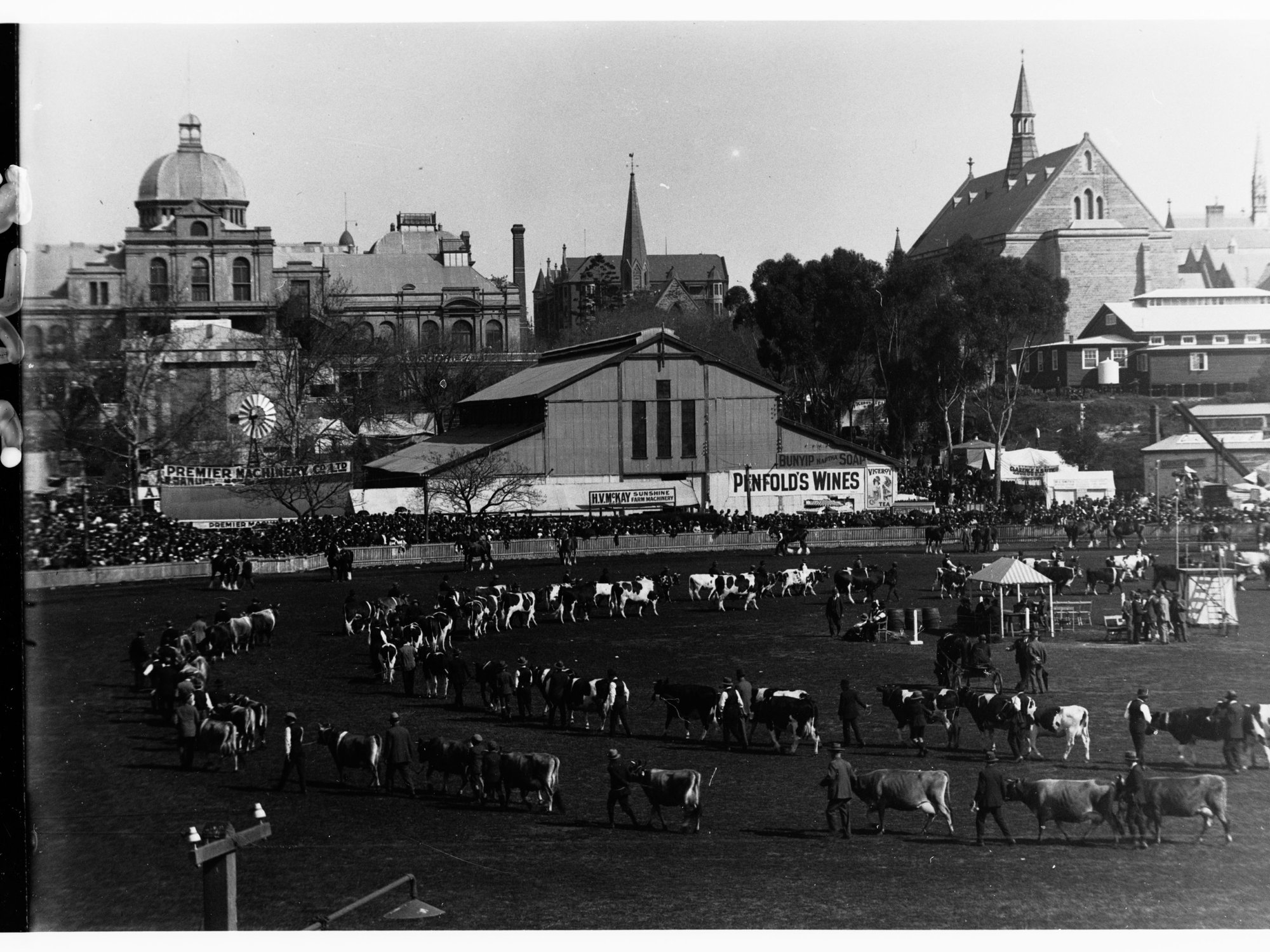 Live stock being exhibited for the Grand Parade at the Royal Adelaide Show
