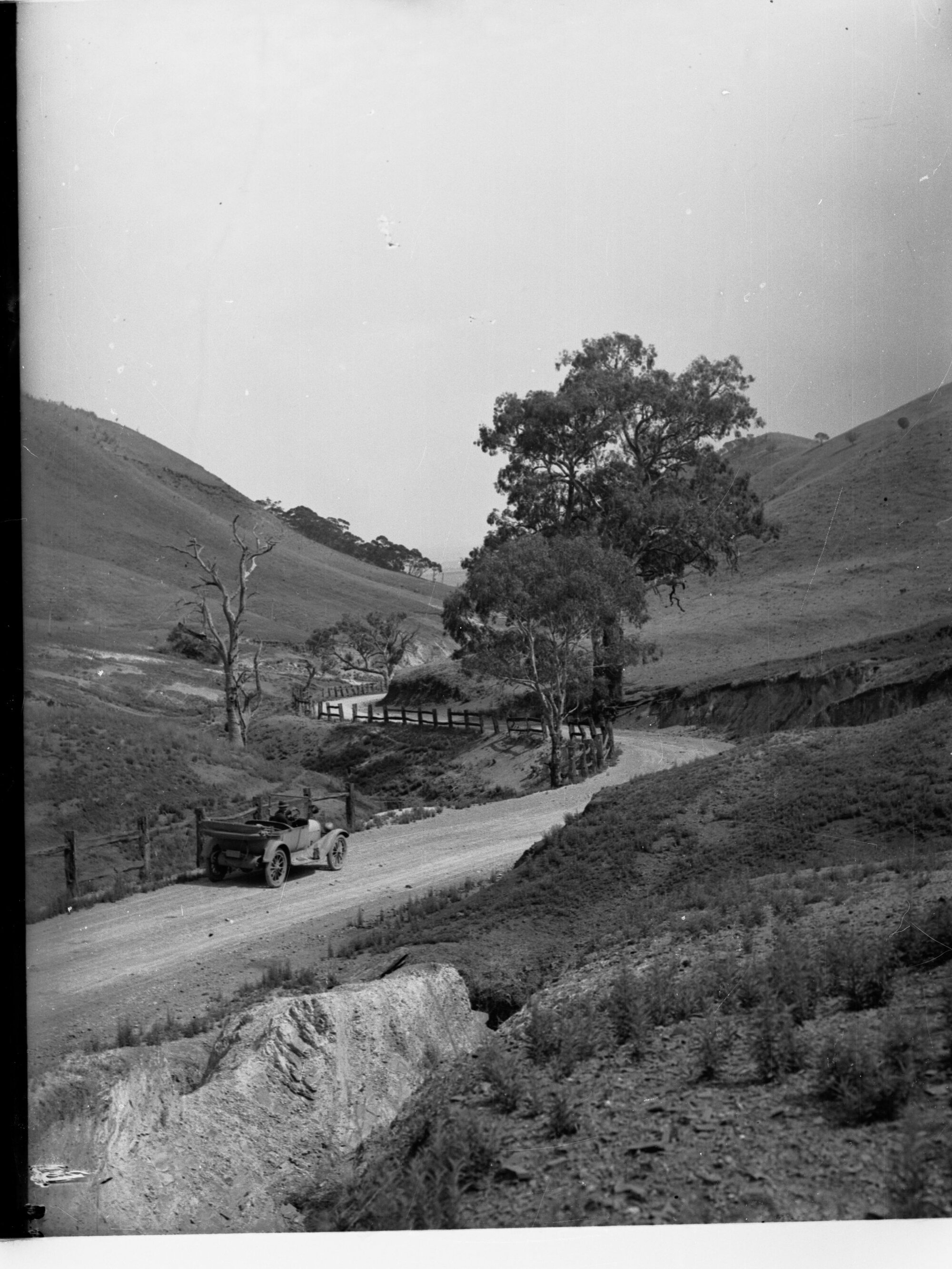 Bush Scene