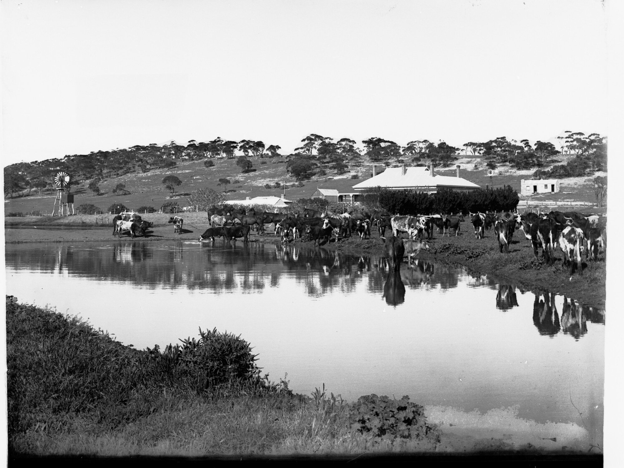 Cattle Grazing and Drinkning at Collinsville