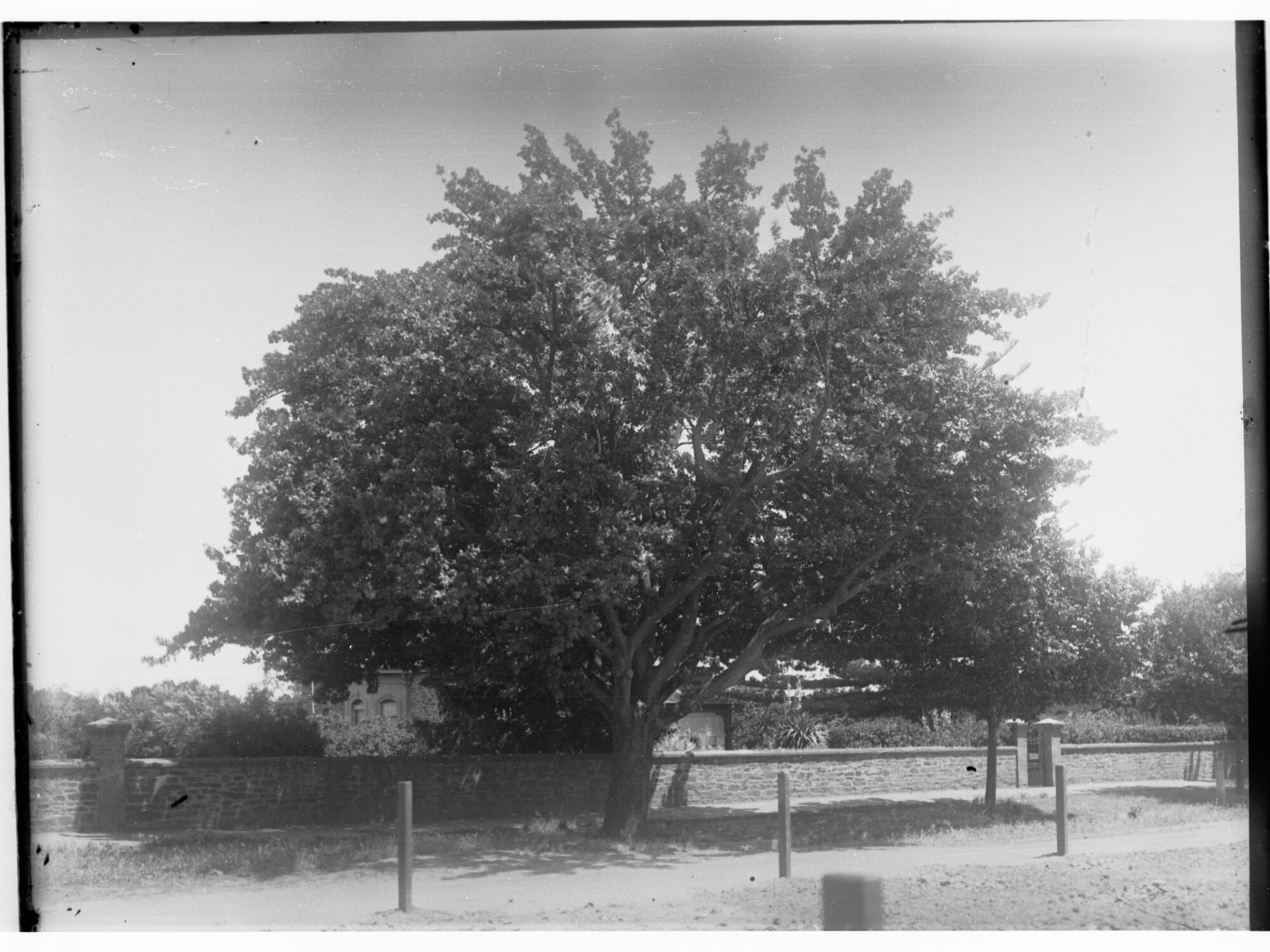 Large Tree in Park
