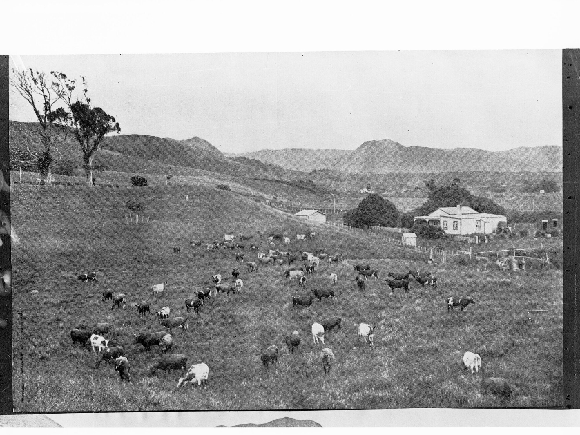 Stud Southdown sheep at Palmside North Canterbury, New Zealand