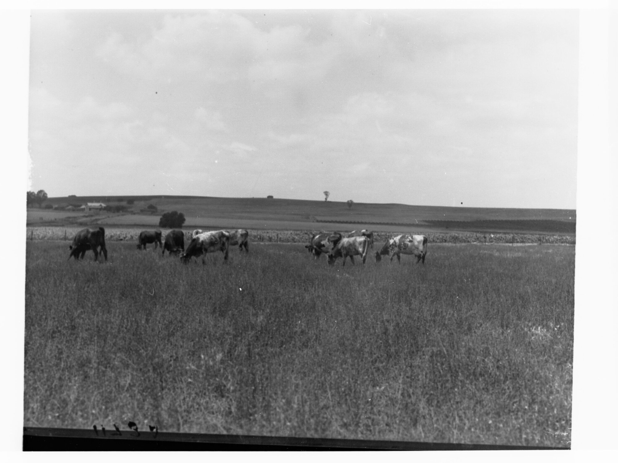 Turretfield, Government Stud Farm showing cows