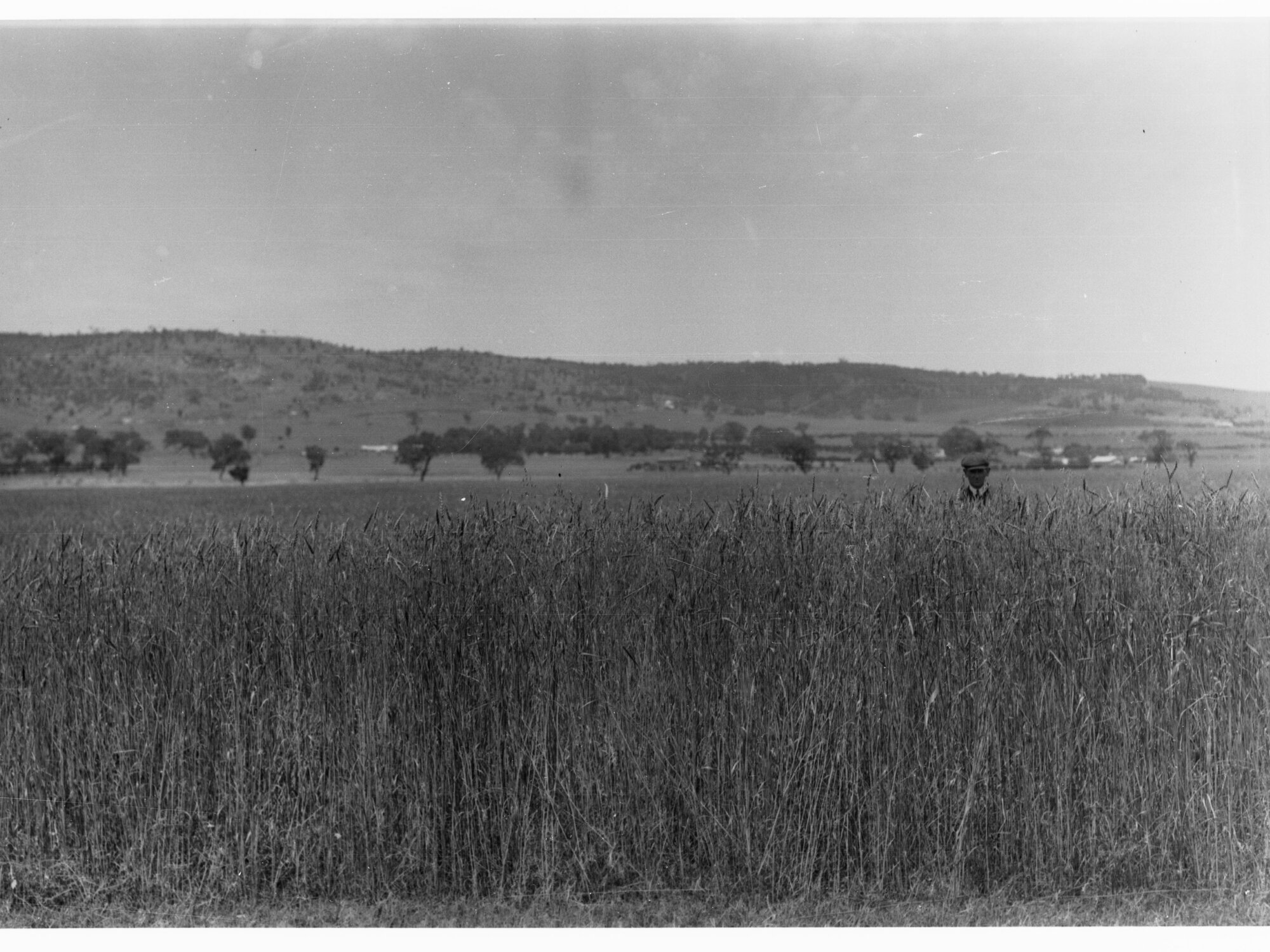 Crop of hay at Mitcham