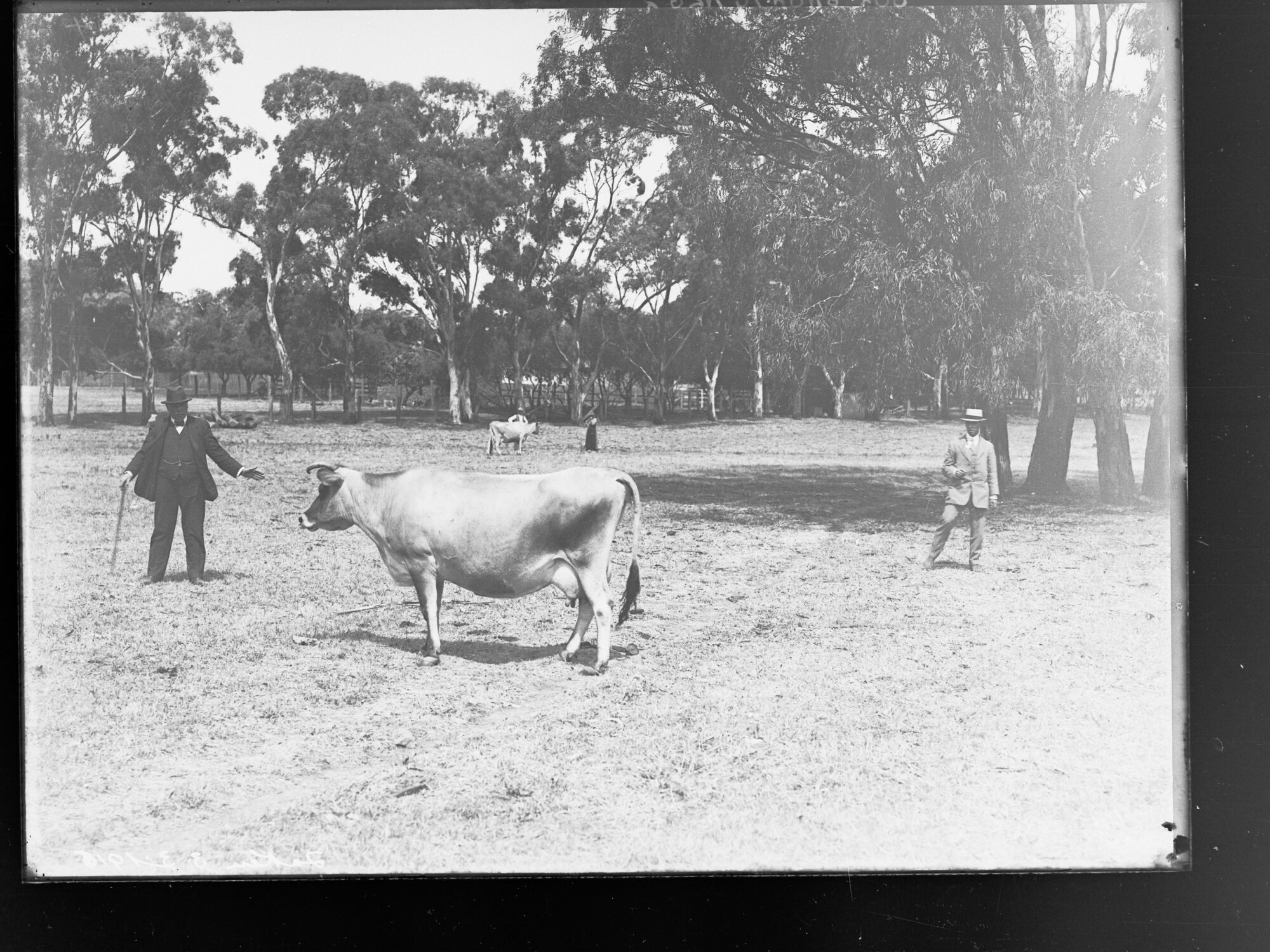 Men and cows in paddock