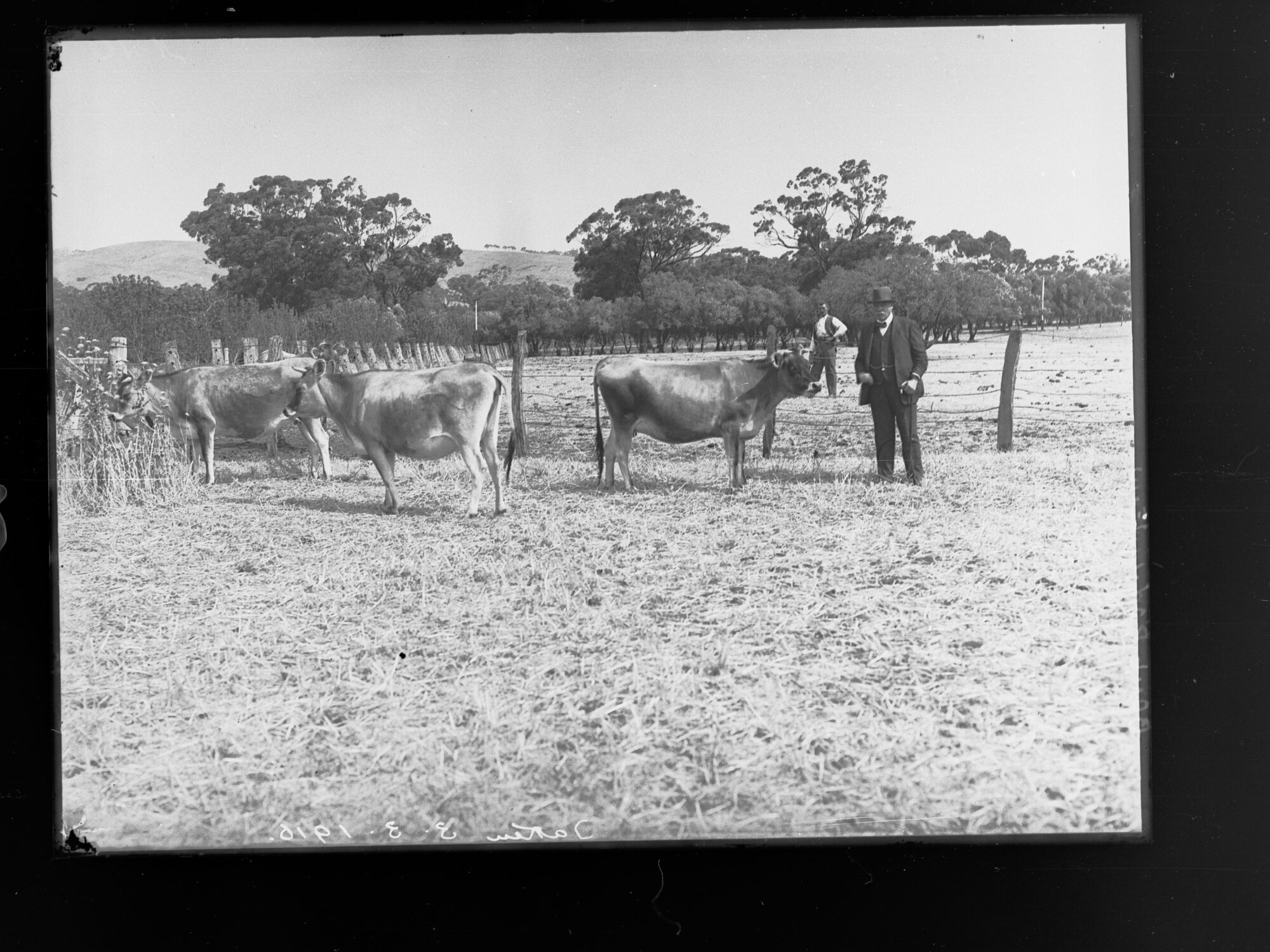 Man with cows in paddock