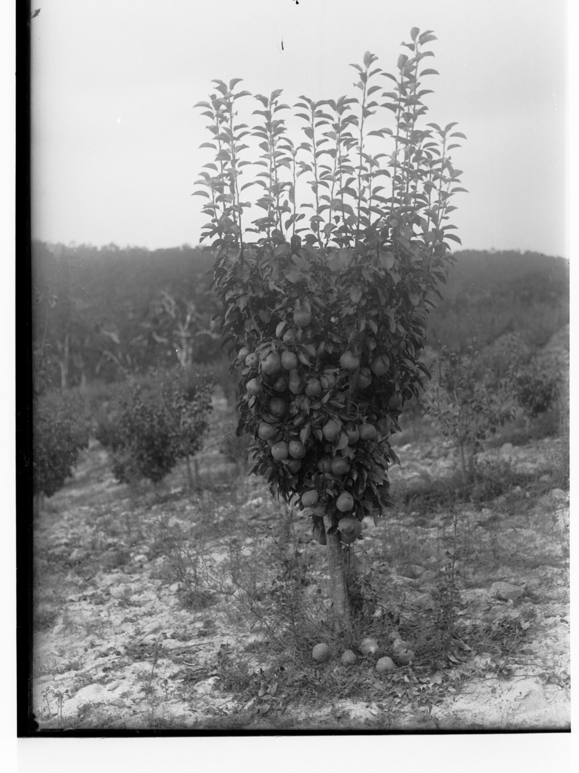 Pear tree