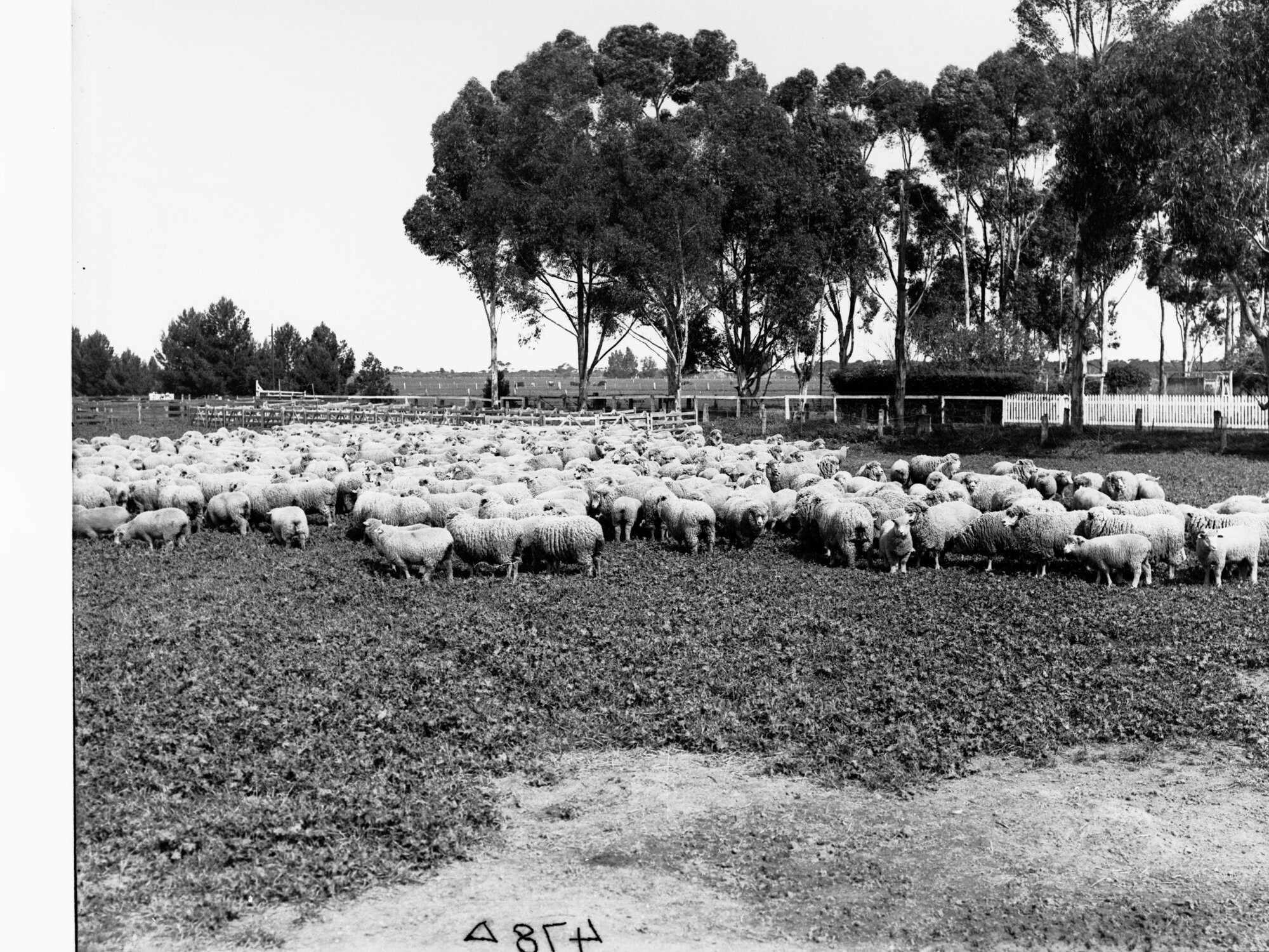 Sheep at Roseworthy College
