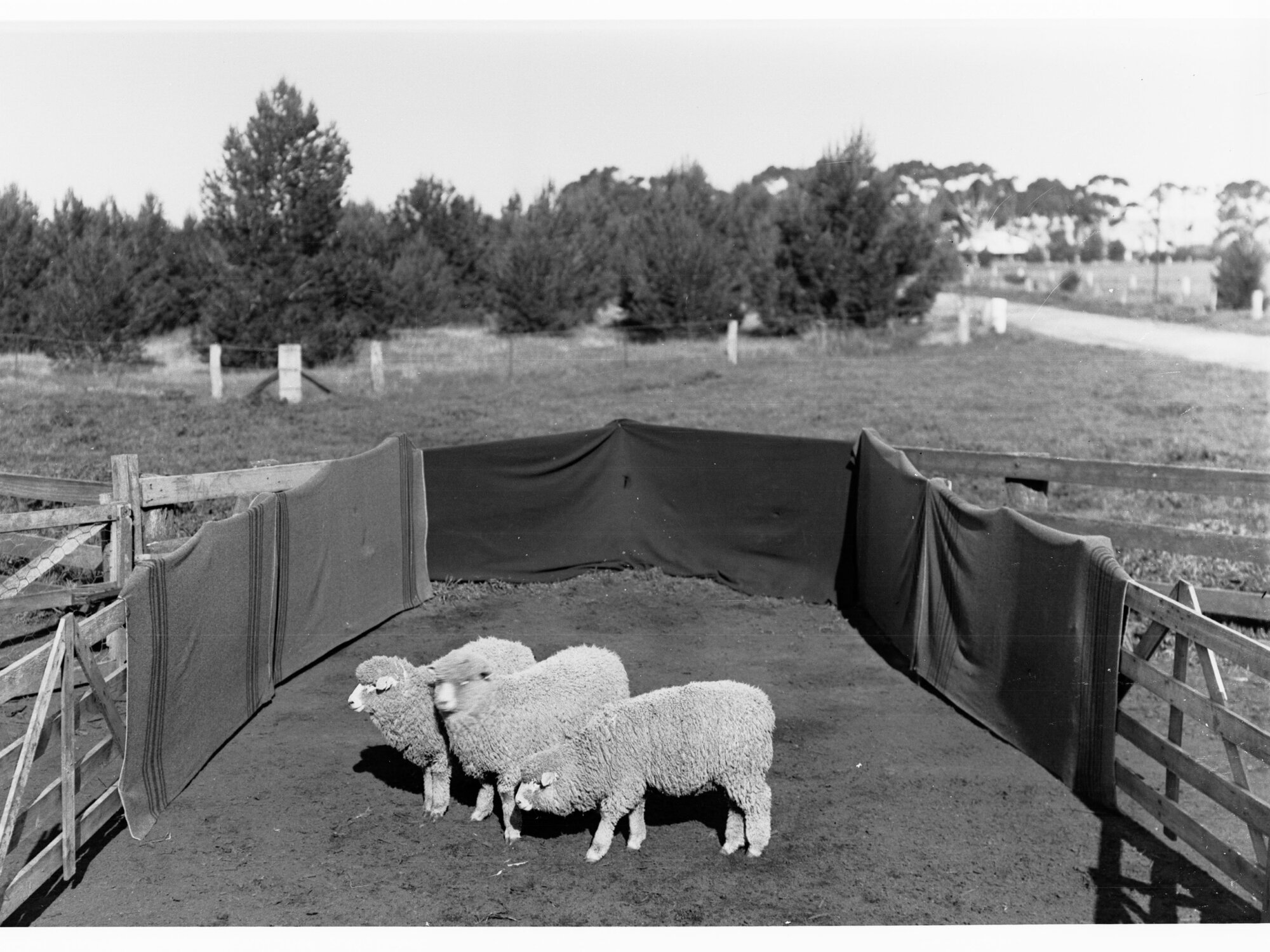Sheep in a pen at Roseworthy