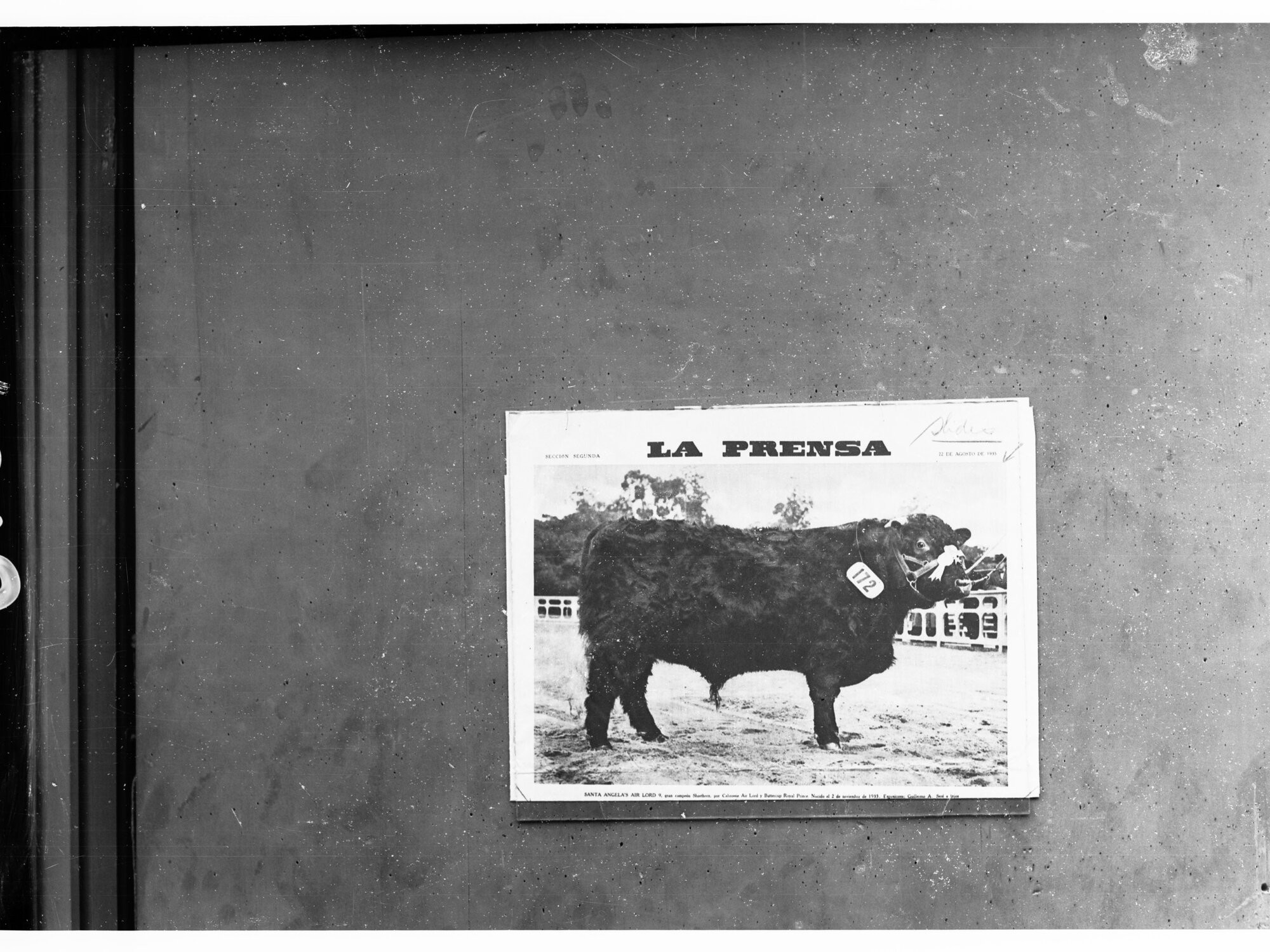La Prenza Prize Bull