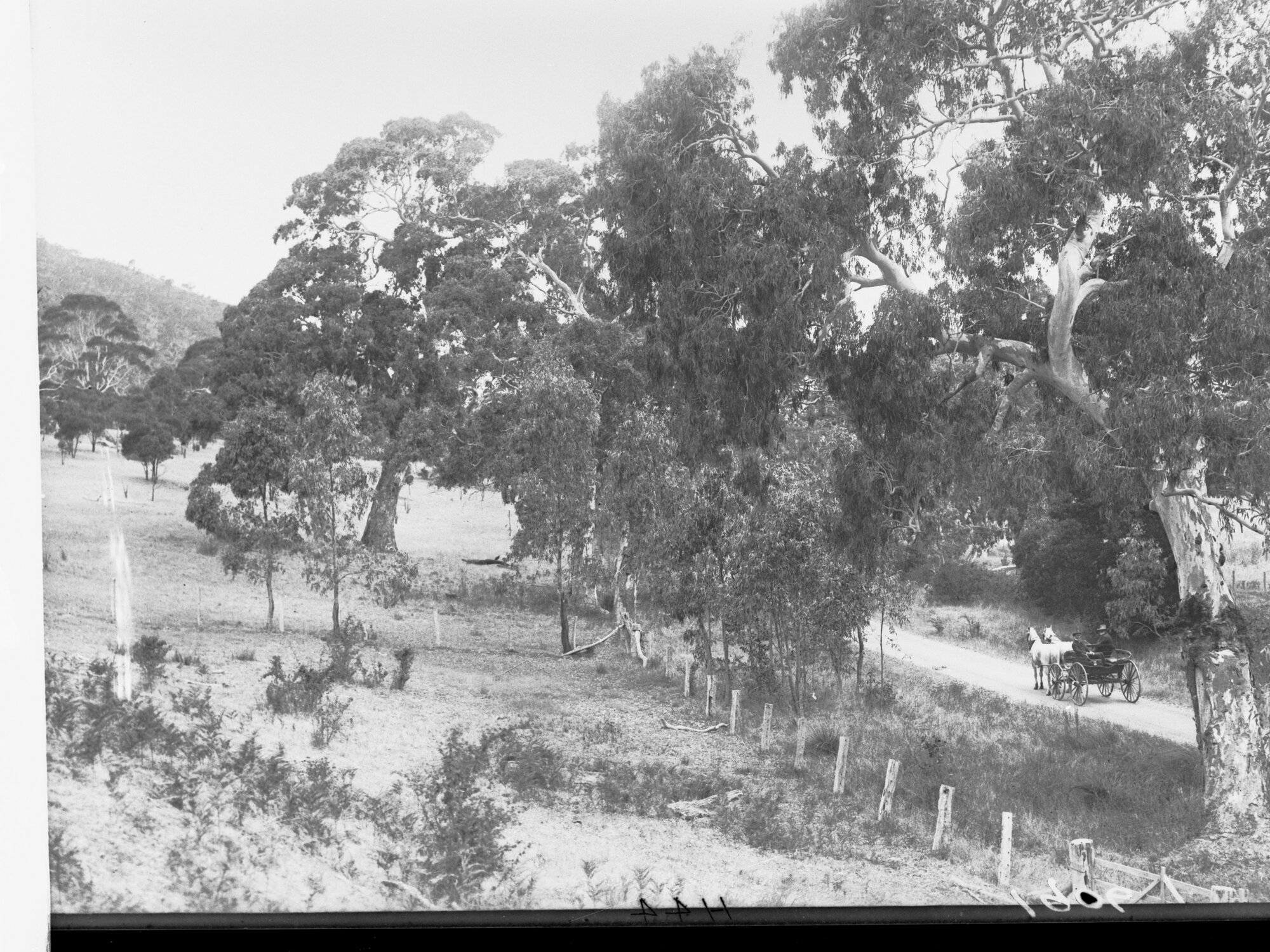 Road at Victor Harbor  with Horse and Cart