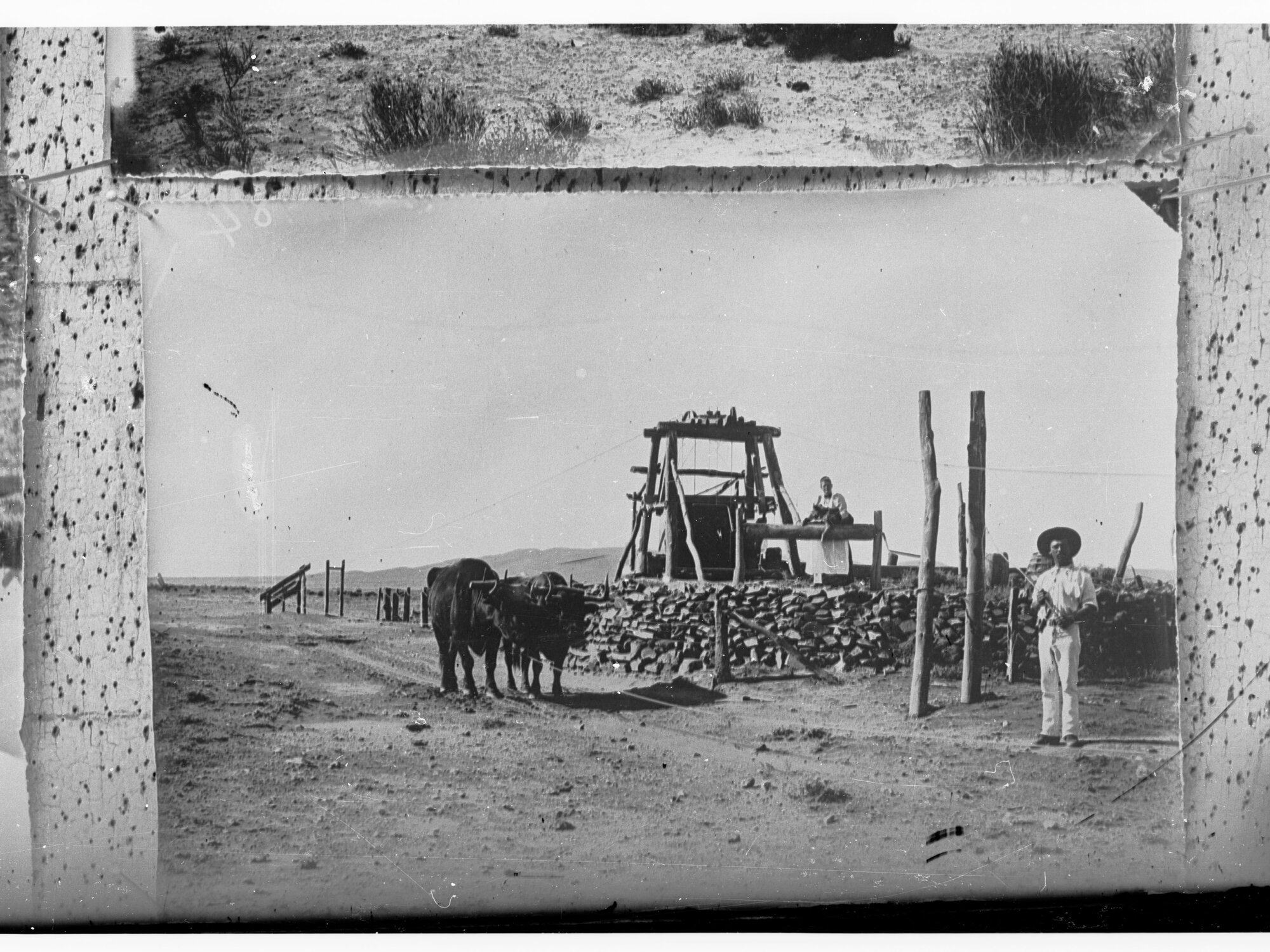 Northern Territory - two men and two buffalo standing by water bore