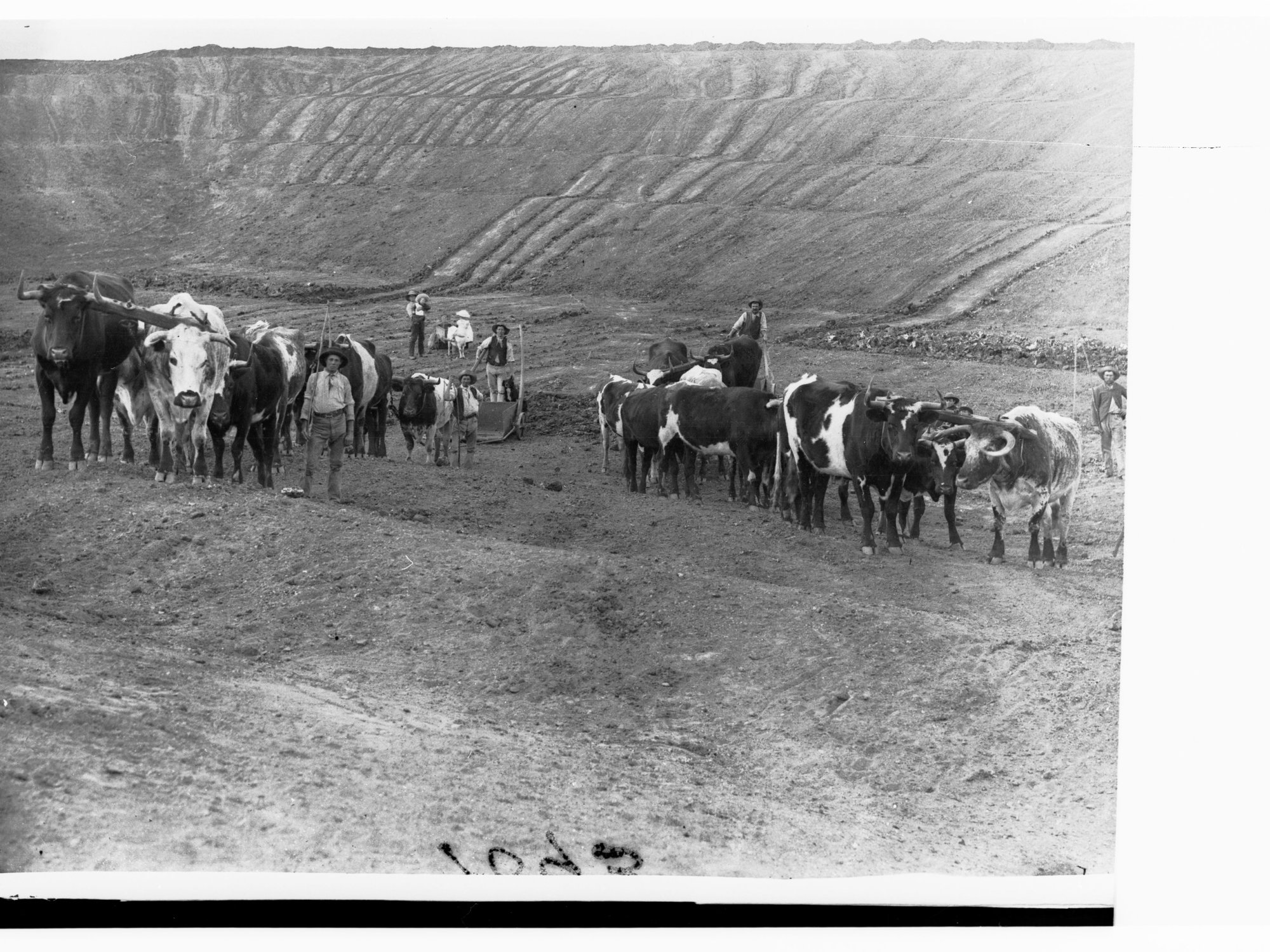 Bullock Teams