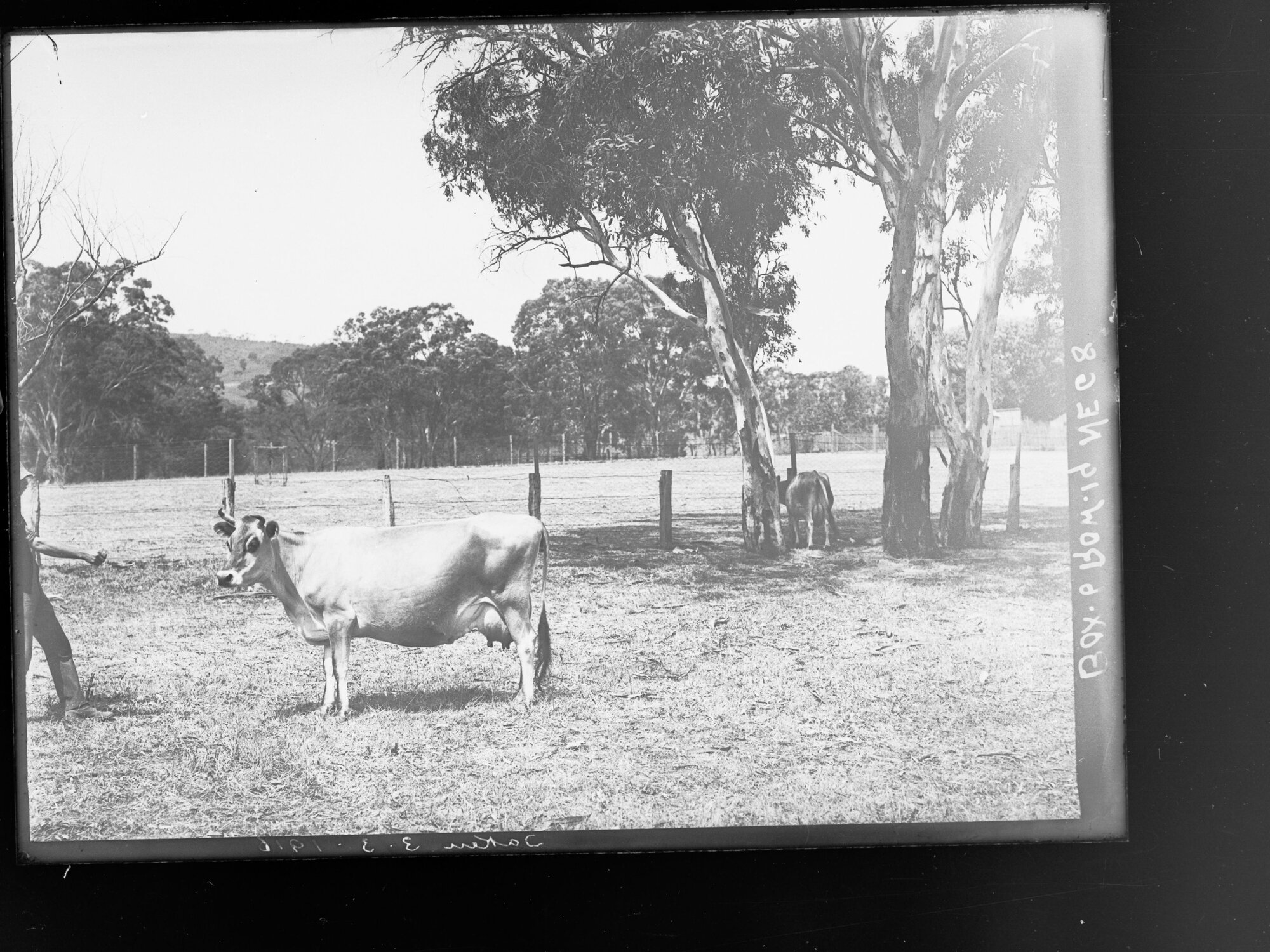 Cow in paddock