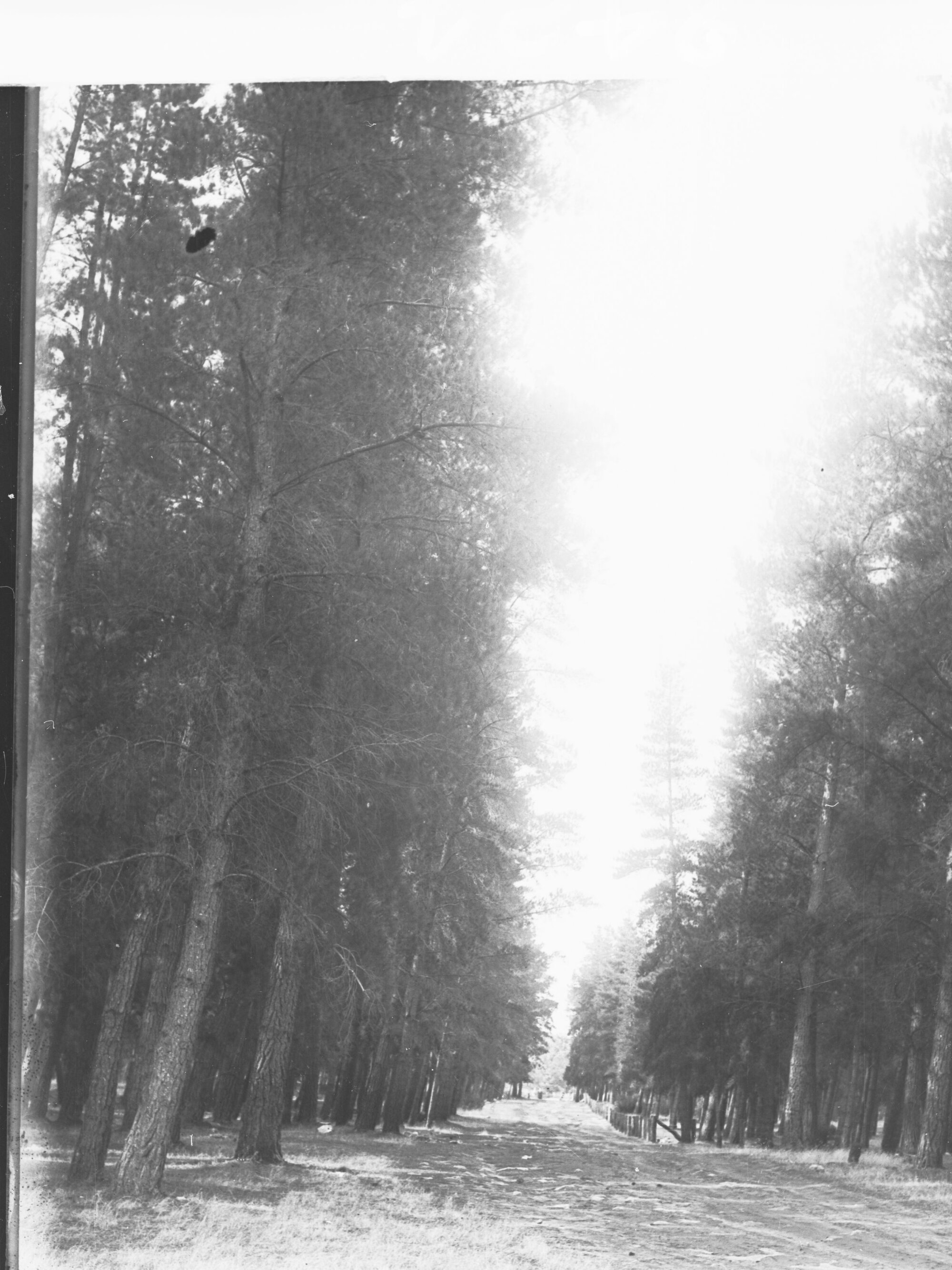 Avenue in Cave Range Forest Near Old Cave Naracoorte