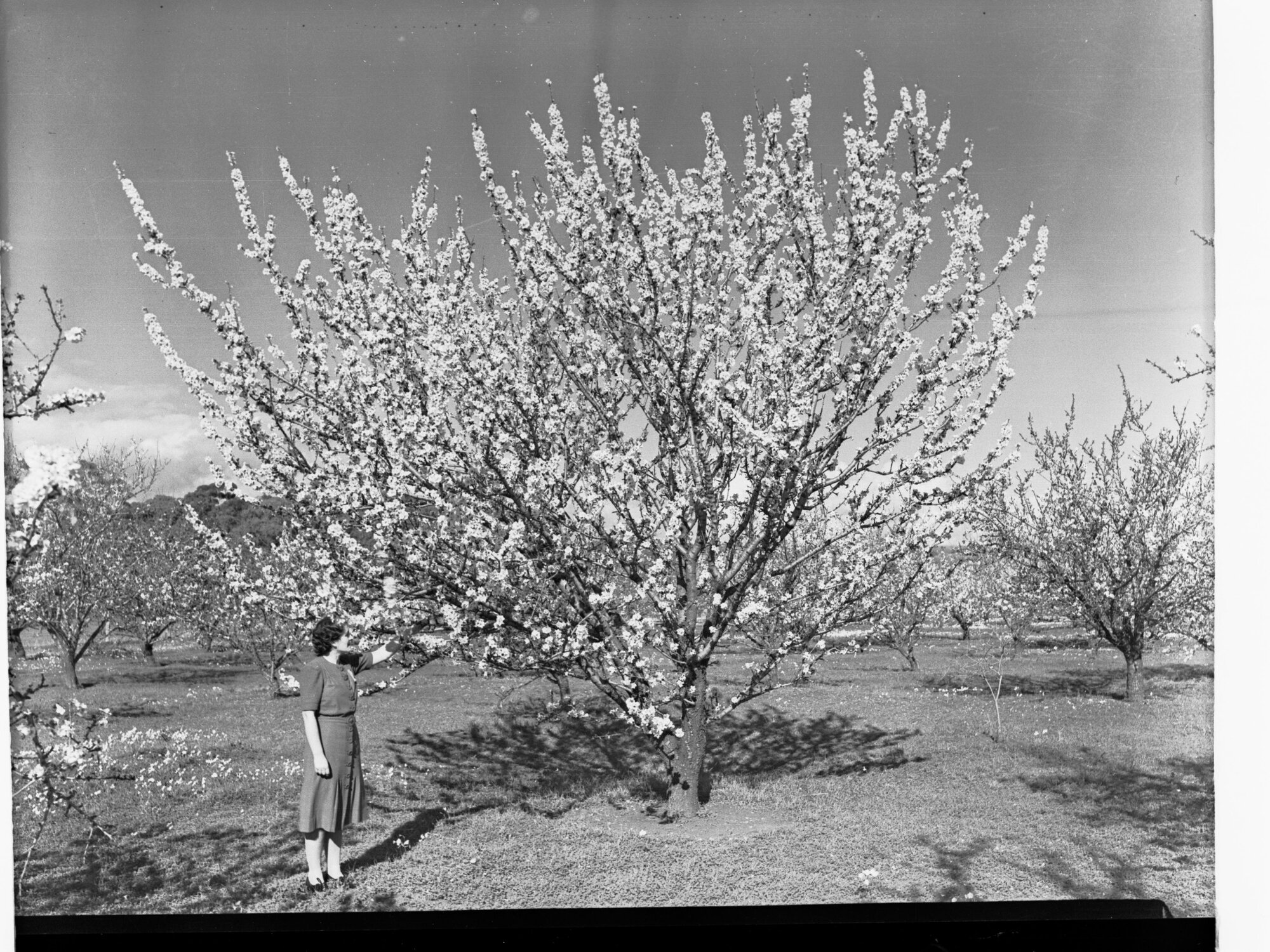 Almond Blossom Trees - Showing Woman Near Trees