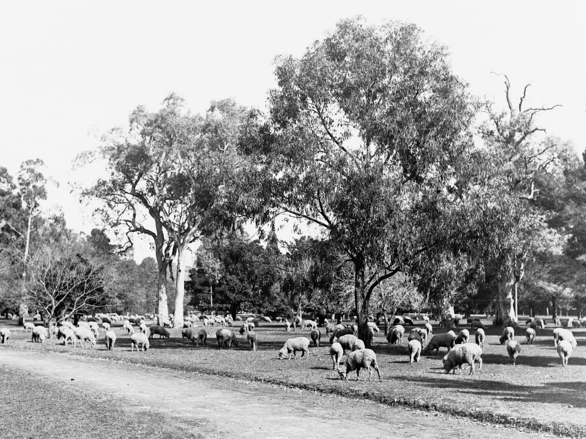 Sheep grazing