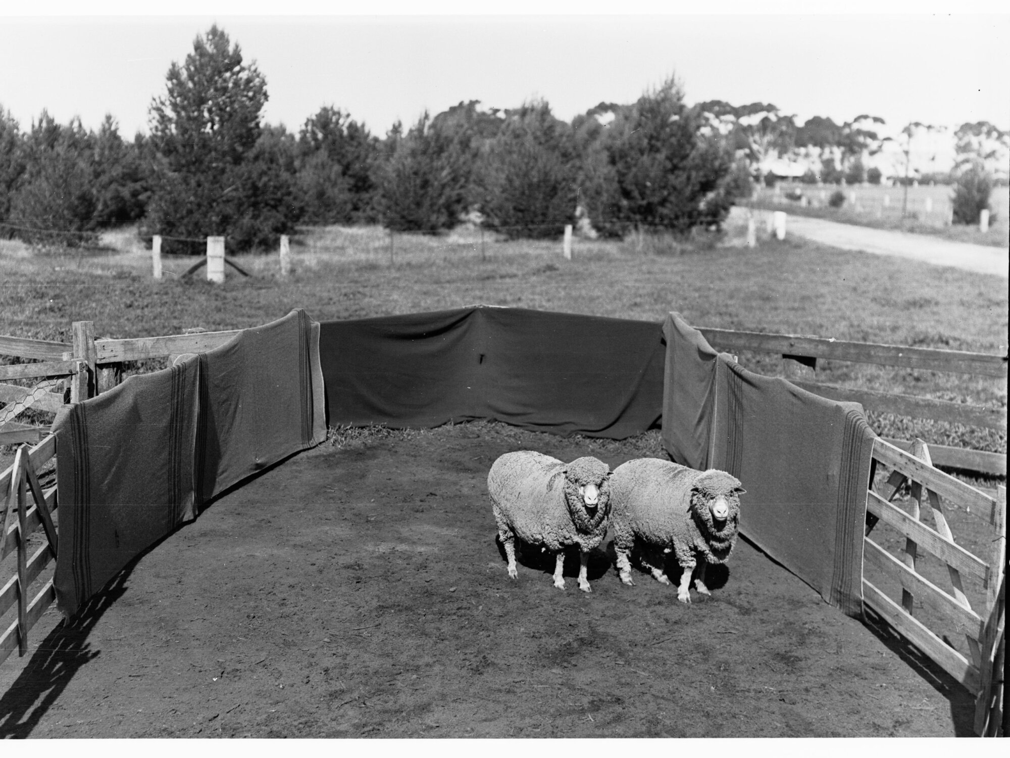 Sheep in a pen at Roseworthy