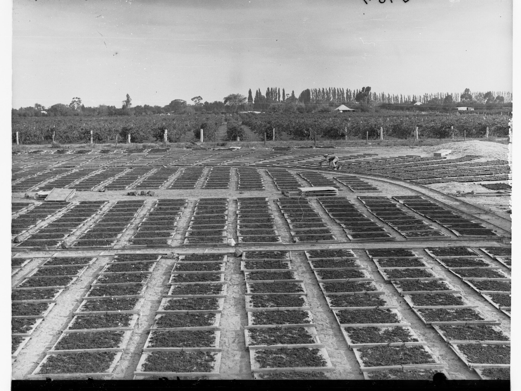Raisin Drying at Renmark | History Trust