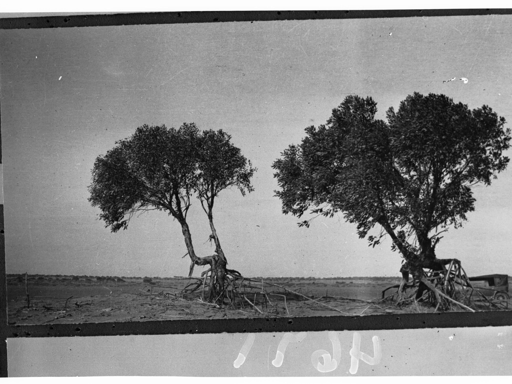 Two Trees in the Desert