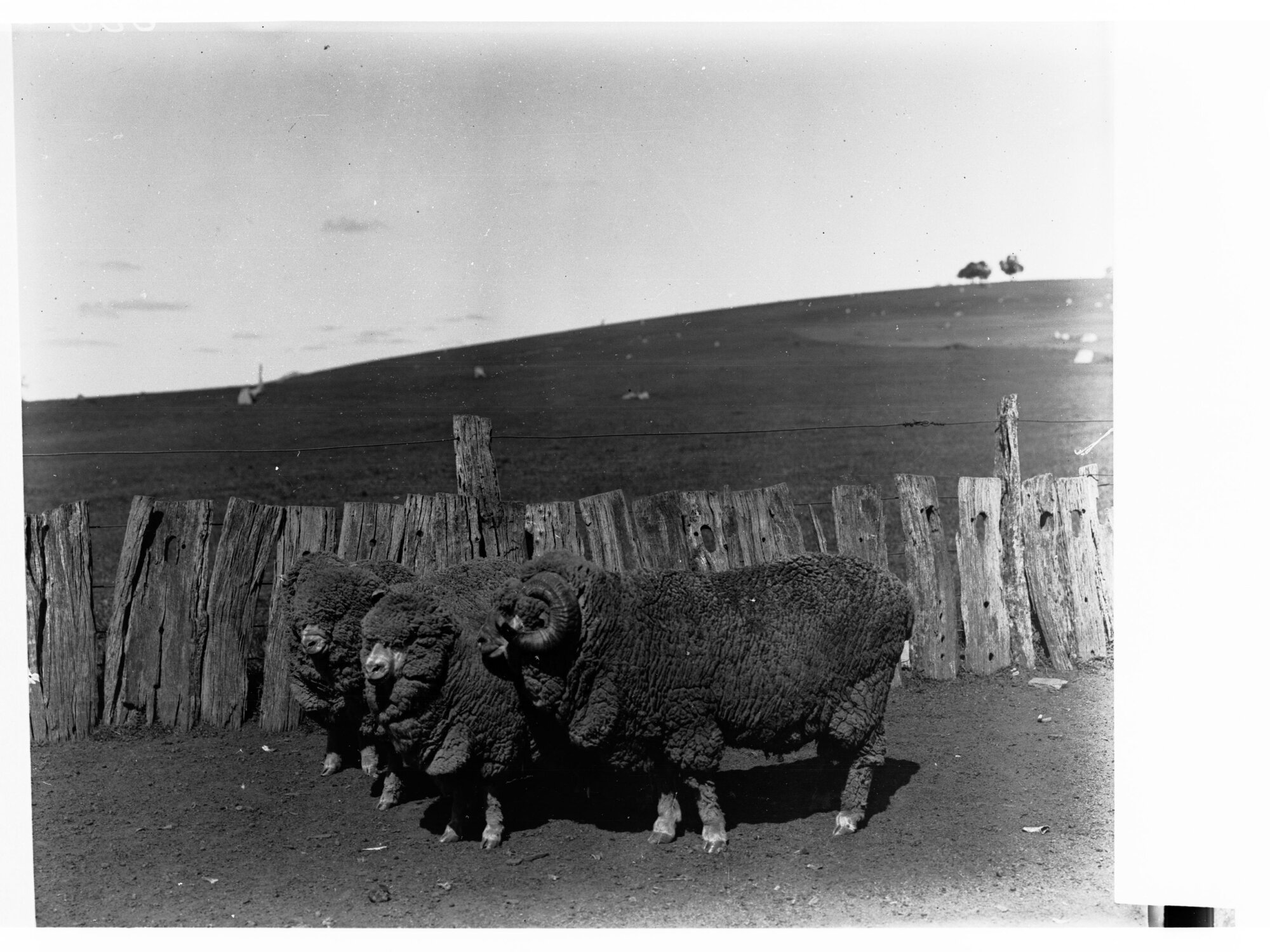Hill River Sheep Station Showing Sheep