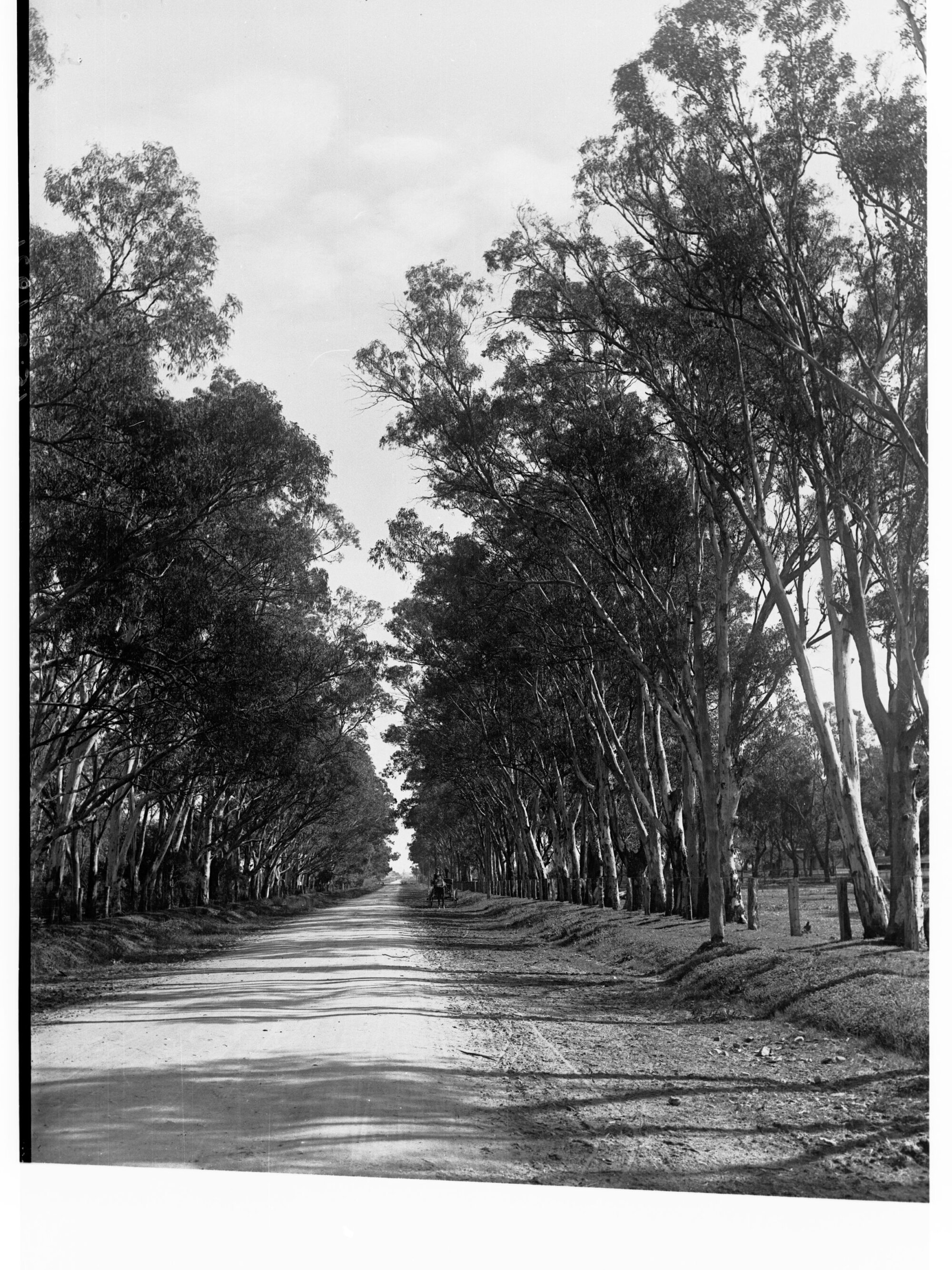 Pathway Showing Horse and Cart