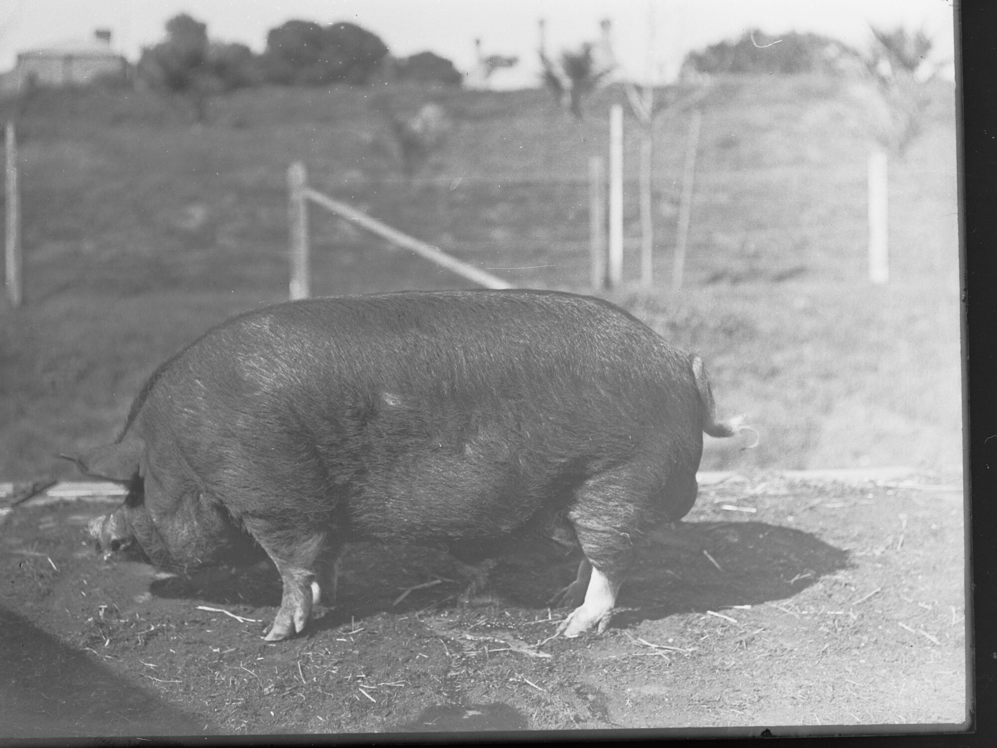 Pig at Adelaide Show