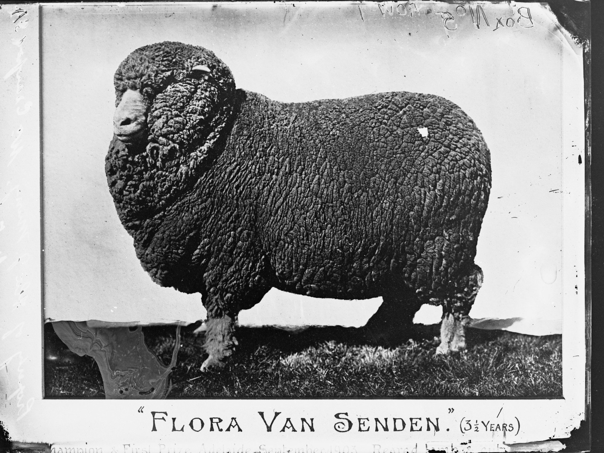 Prize Ewe on exhibit for the Royal Adelaide Show