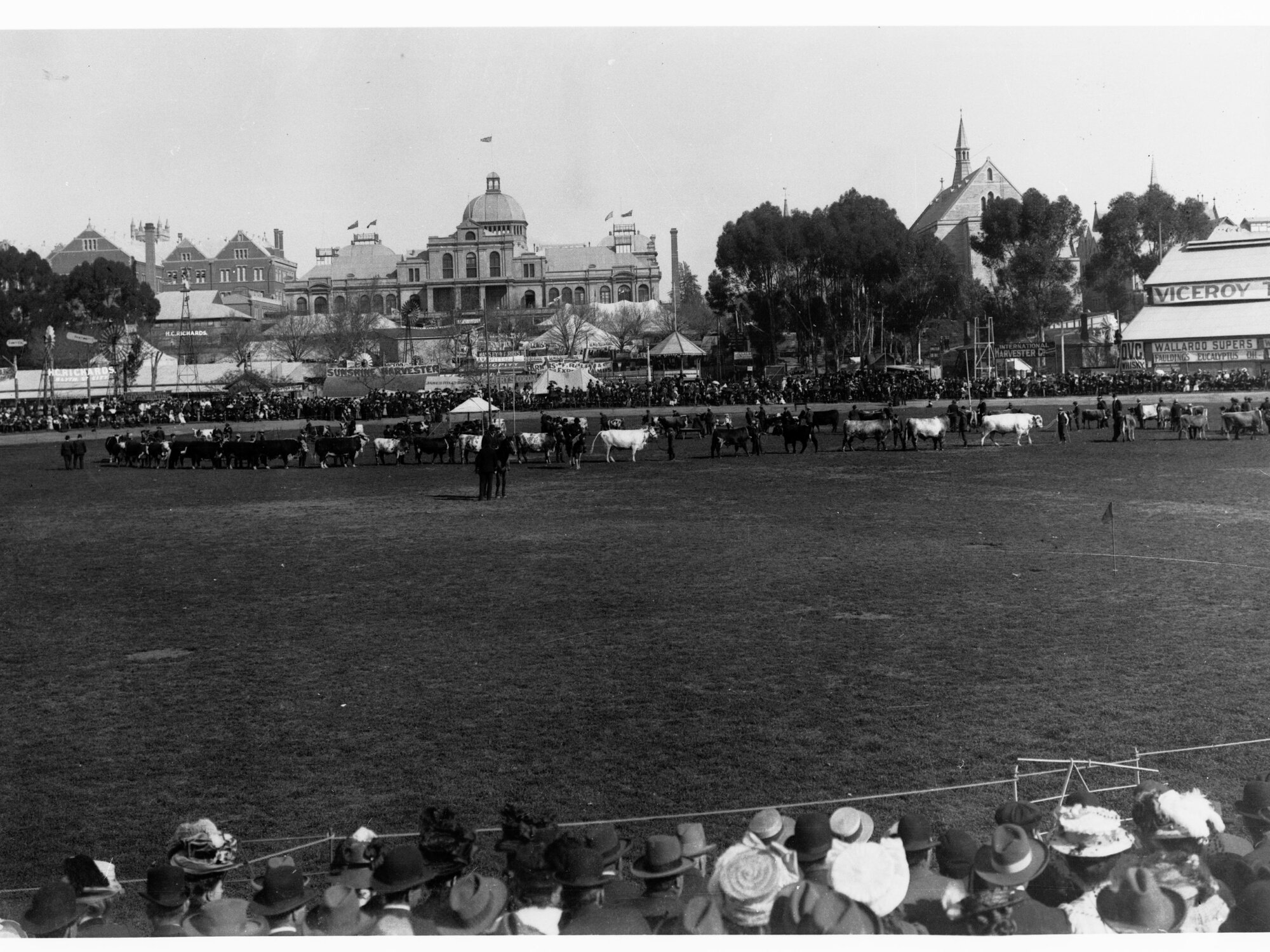 Adelaide Show, parade of cattle