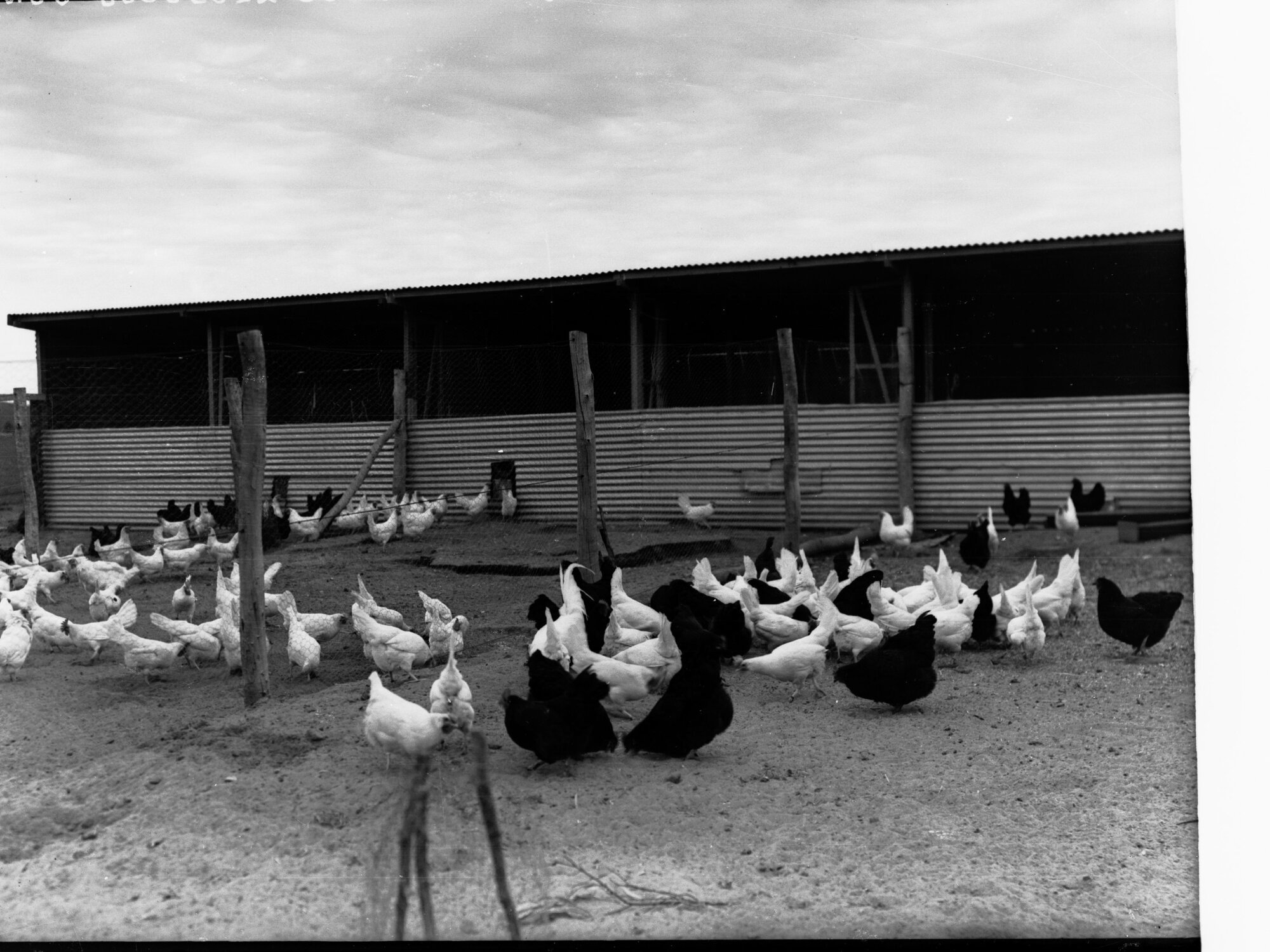 Poultry at Minda Home's Craigburn Farm