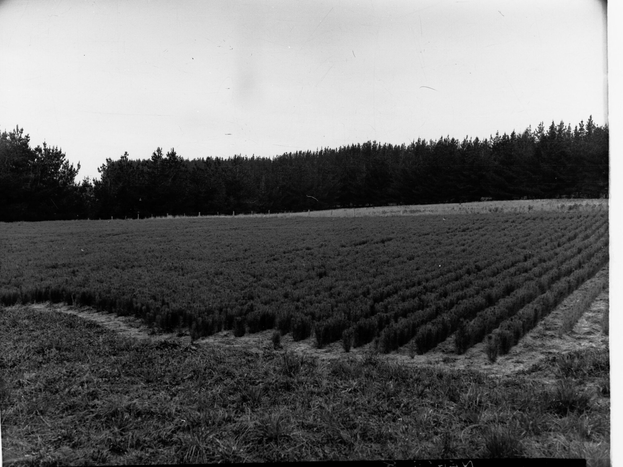 Seedlings in a nursery at Pine Forest at Myora