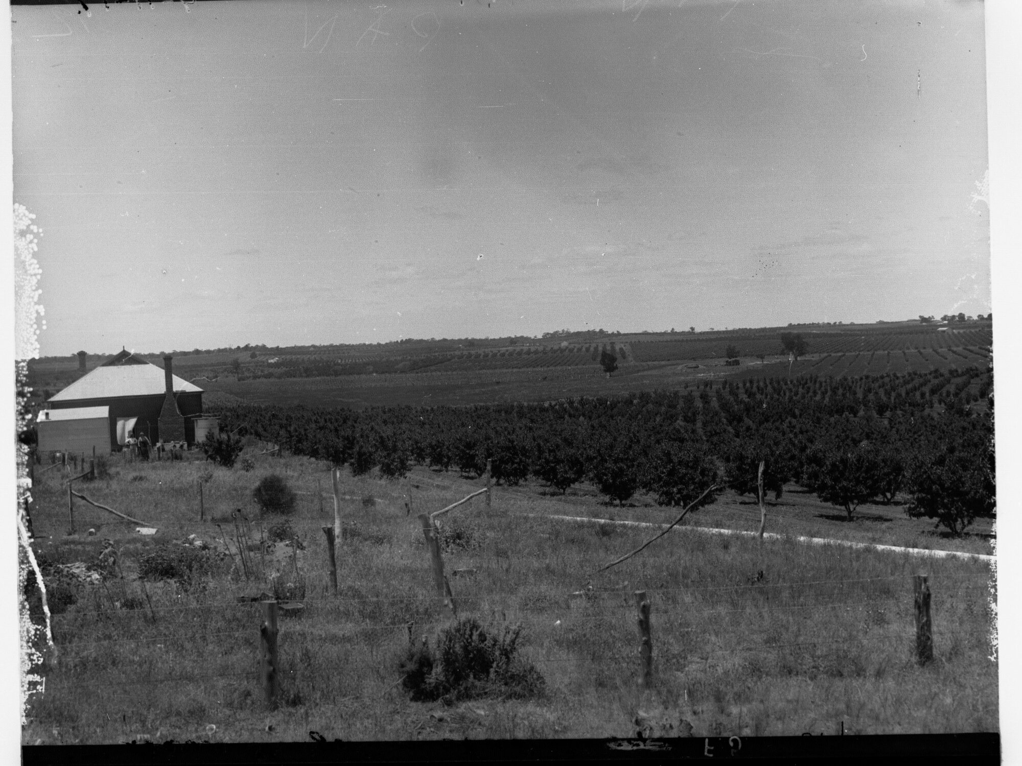 Vineyard at Berri Showing House in Background