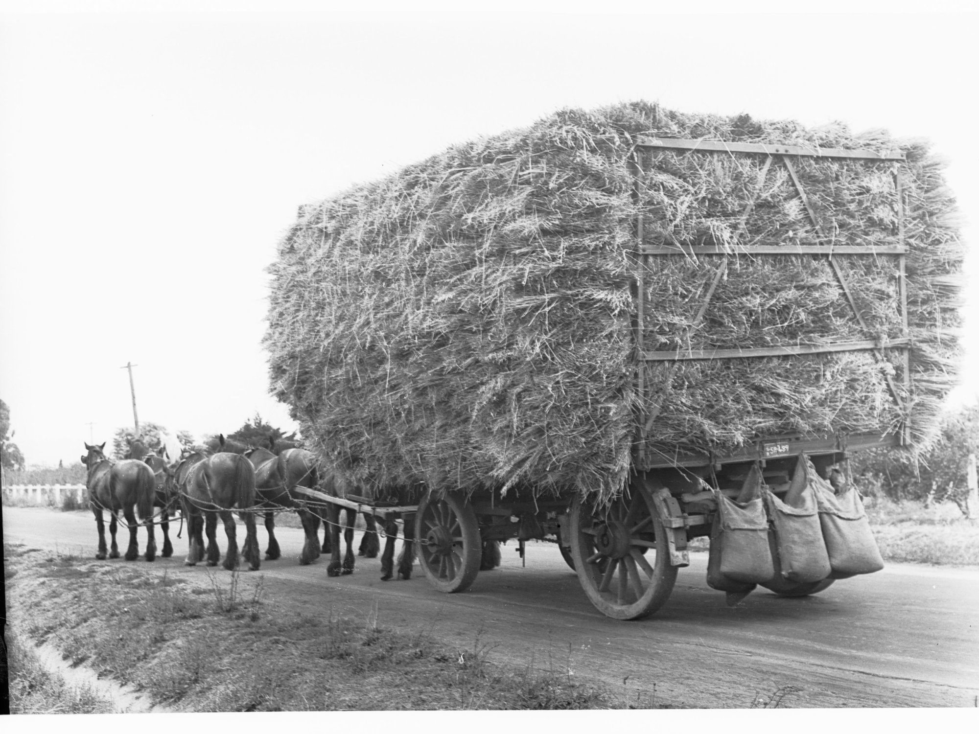 Horse and wagon in Clare