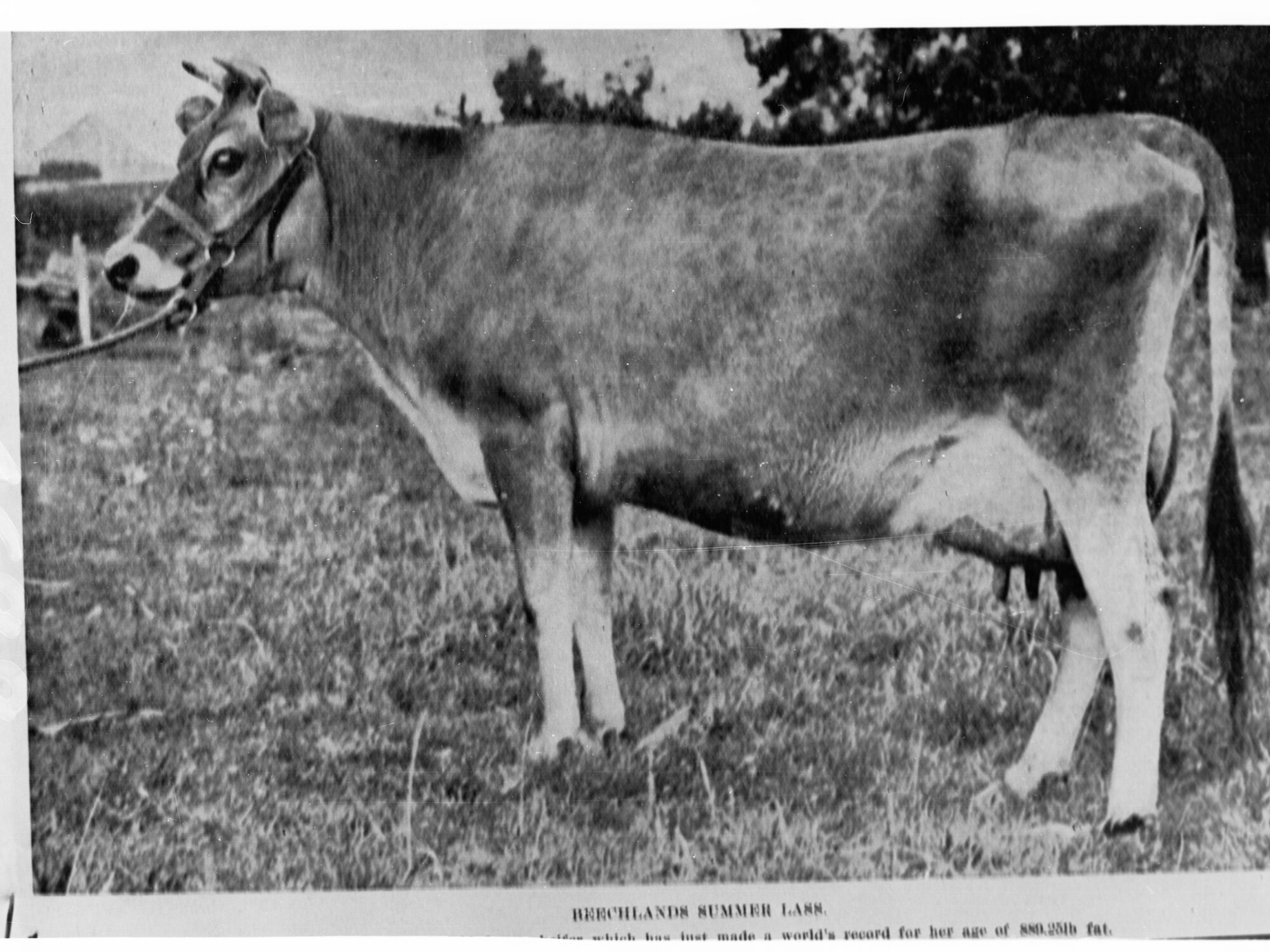 Dairy Cow