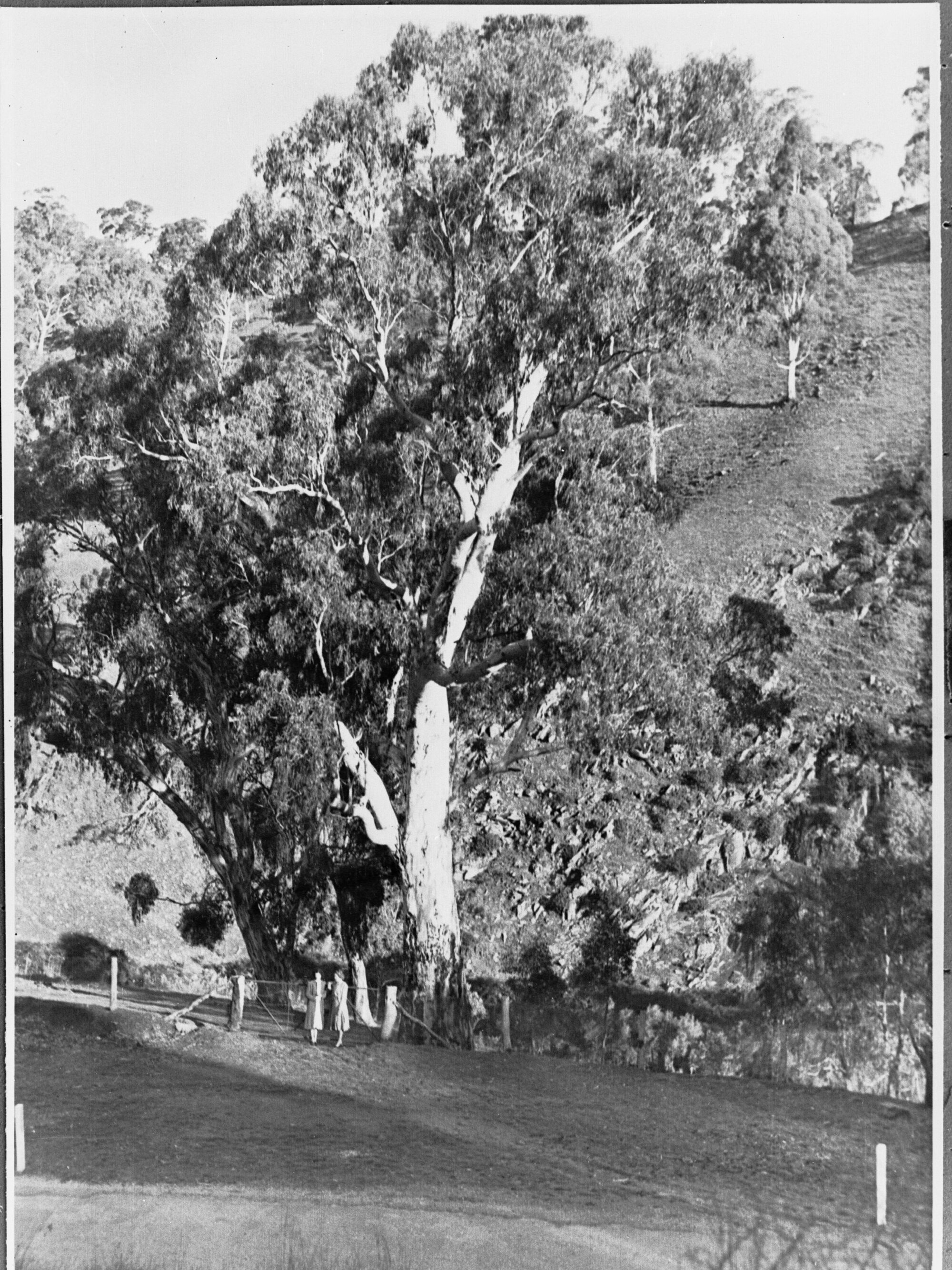 Large Gum Trees and Two Women Standing By Gate
