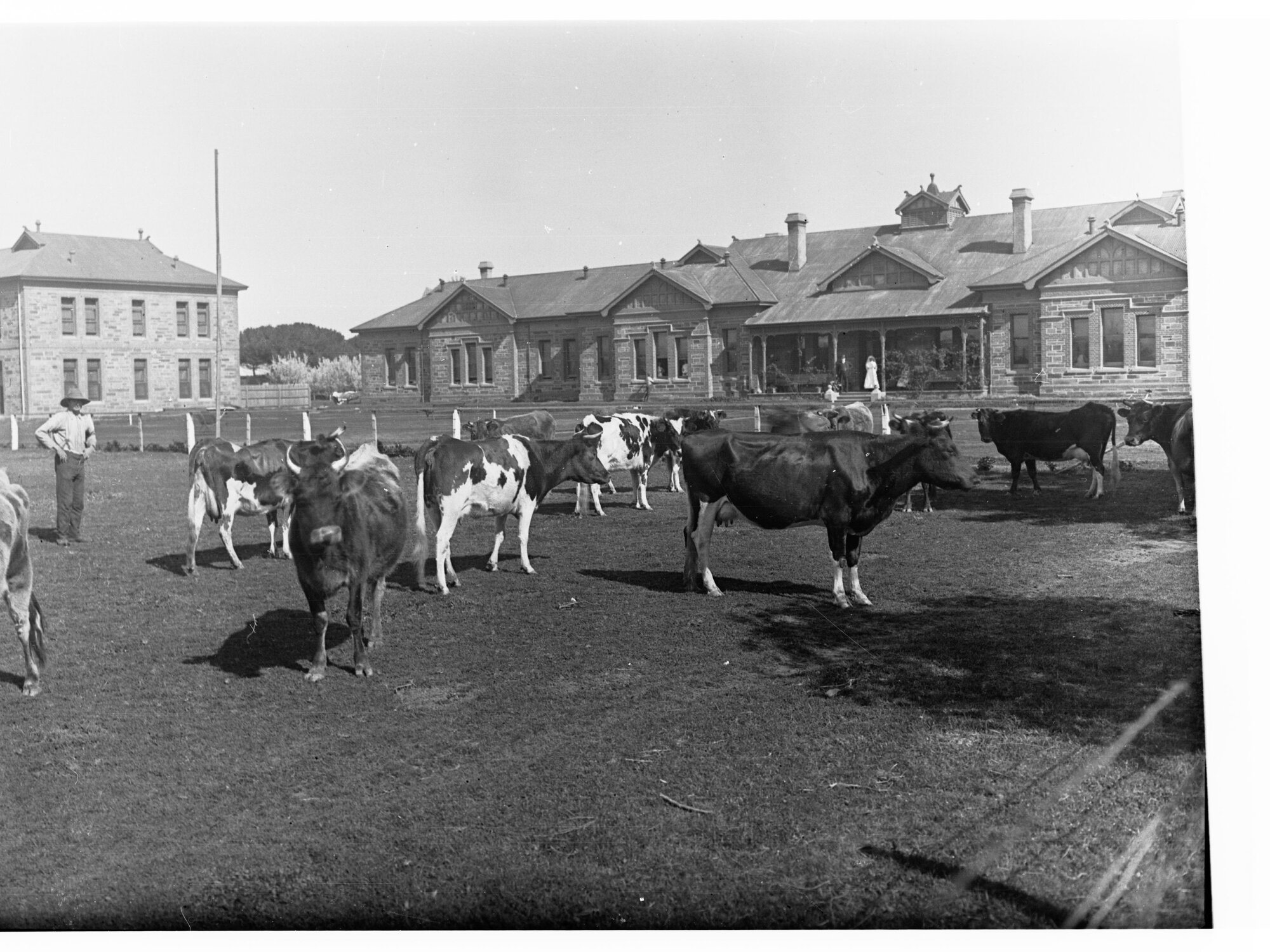Dairy cows and buildings at Minda Home, Brighton, 1921