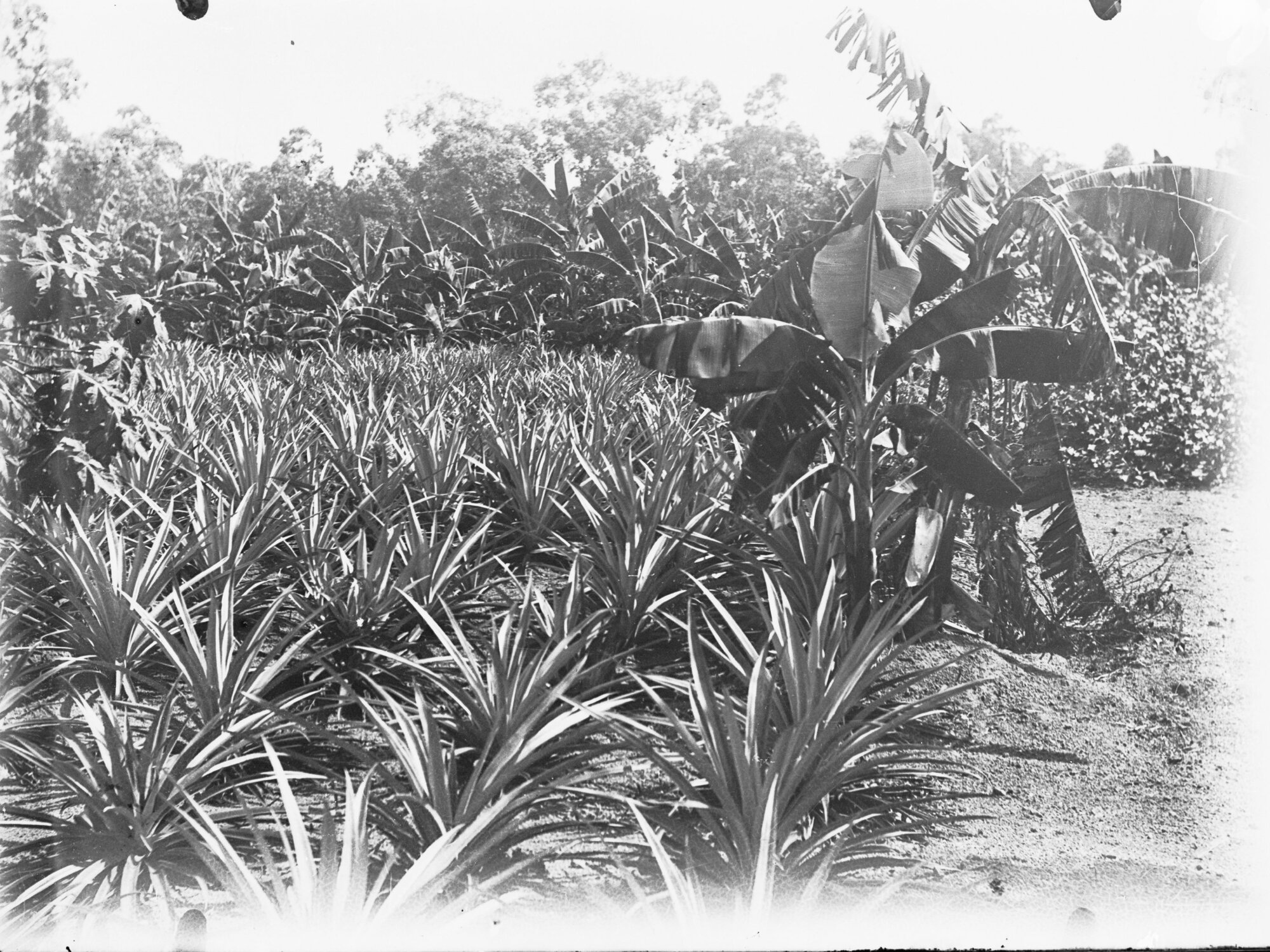 Pineapple Plantation  