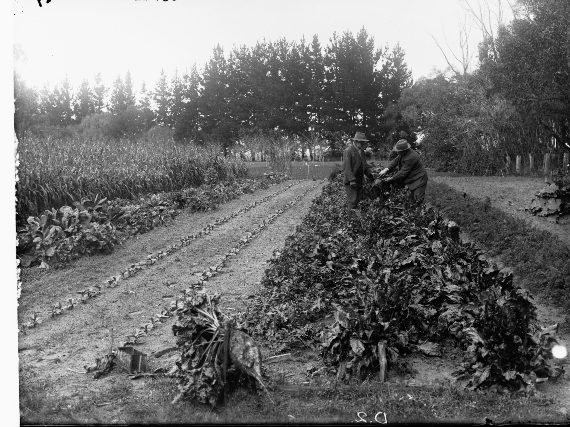 Men Examining Sugar Beet Crops