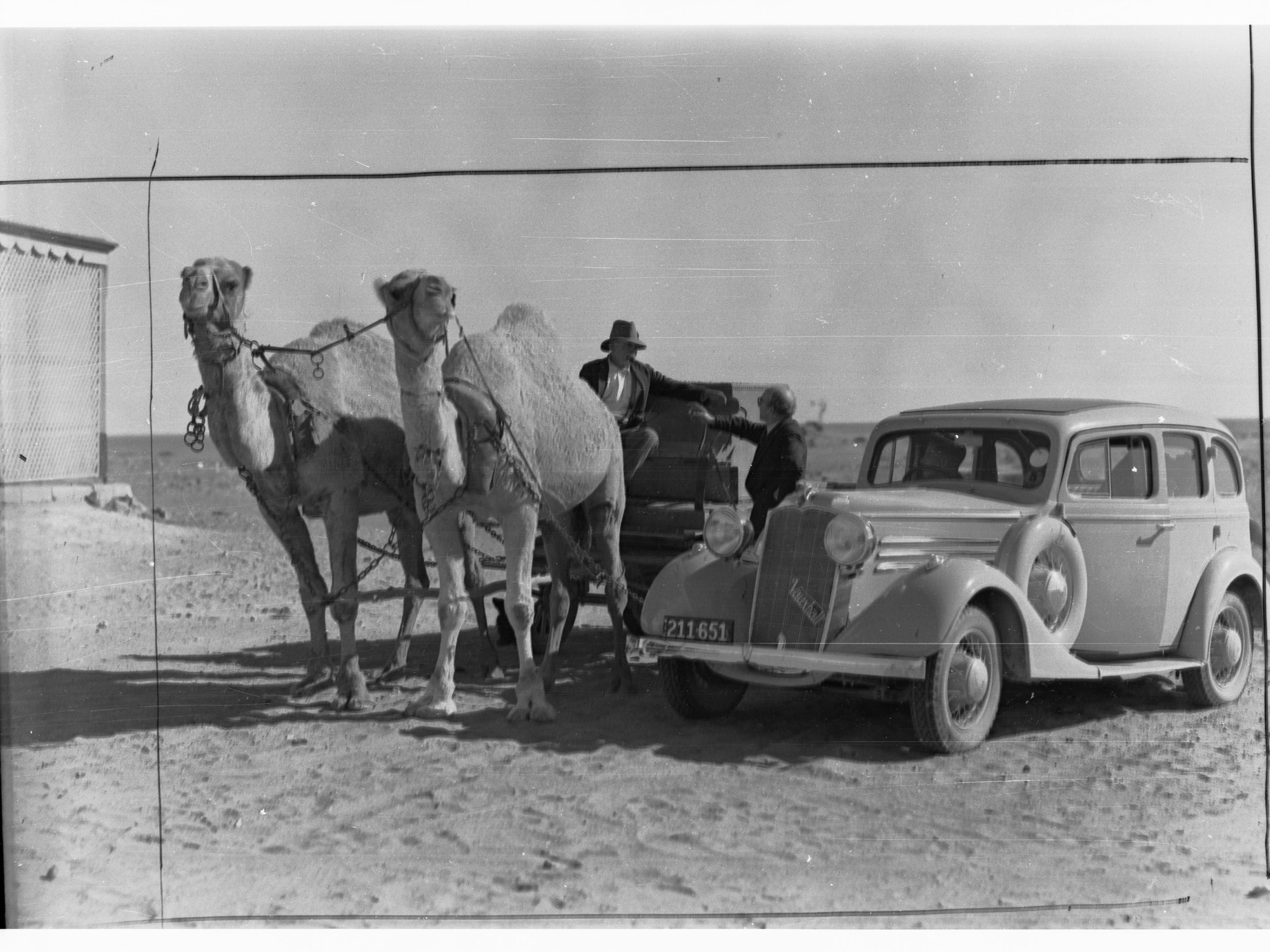 Man in a Camel Drawn Carriage Beside an Automobile