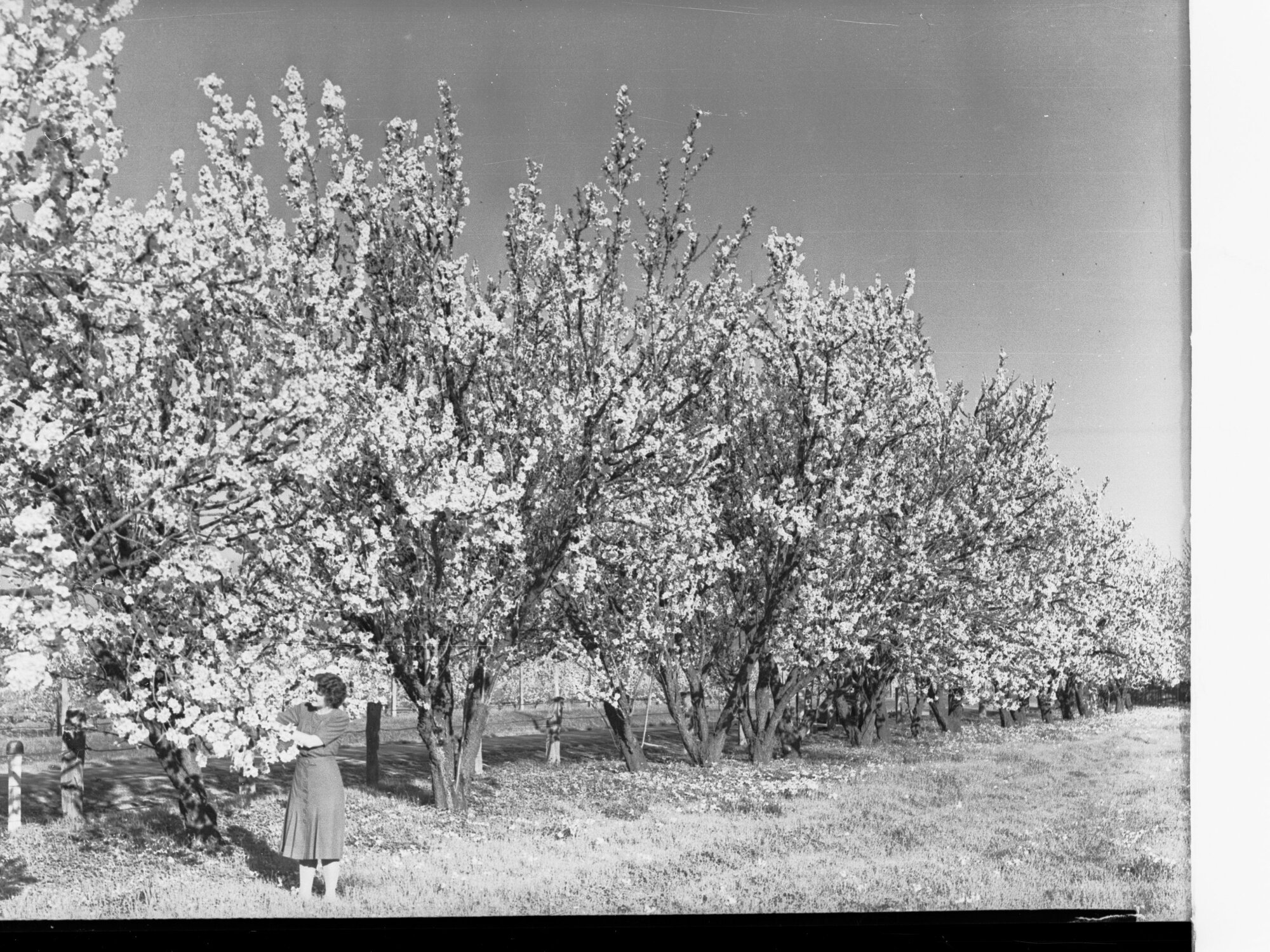 Almond Blosom Trees Showing Lady Next to Tree