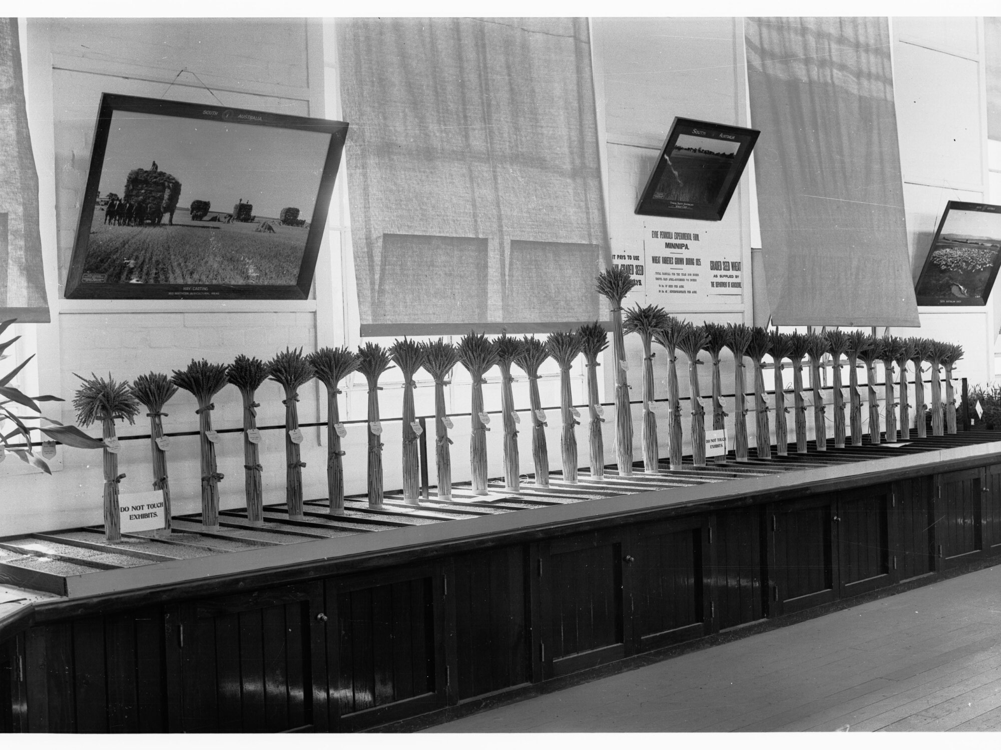 Agricultural Department show - wheat exhibit