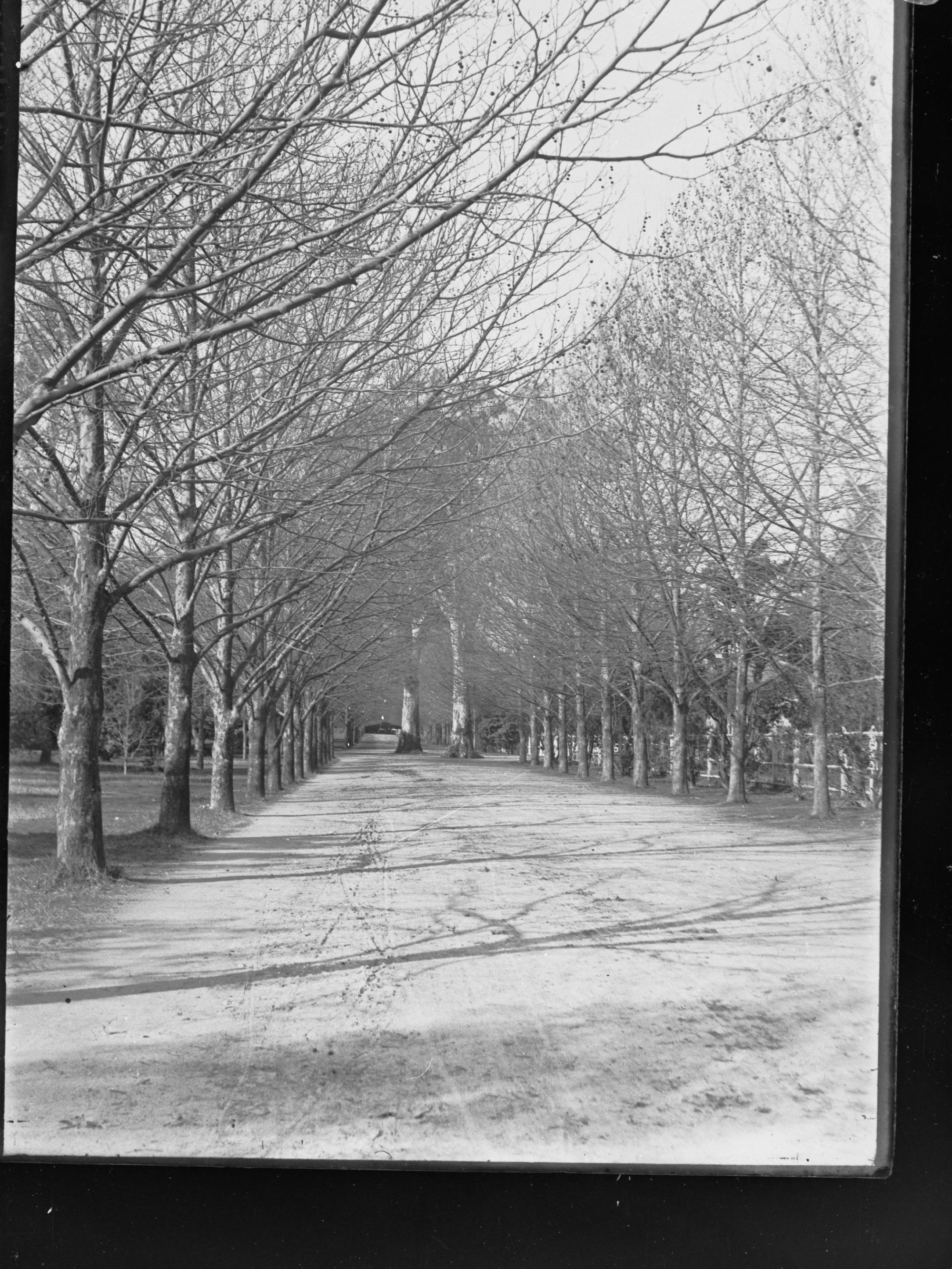 Botanic Park, Adelaide